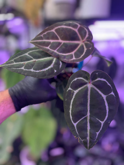 Anthurium Tezula ‘Red Crystal’ x Snake Oil