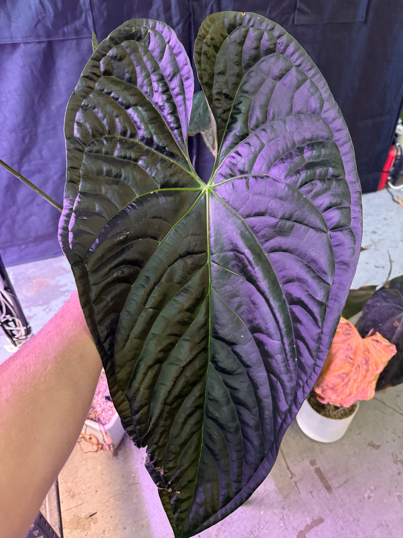 Anthurium "Shaman's Apprentice"