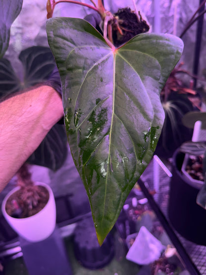 Anthurium carlablackiae RA15 x ustuopoense