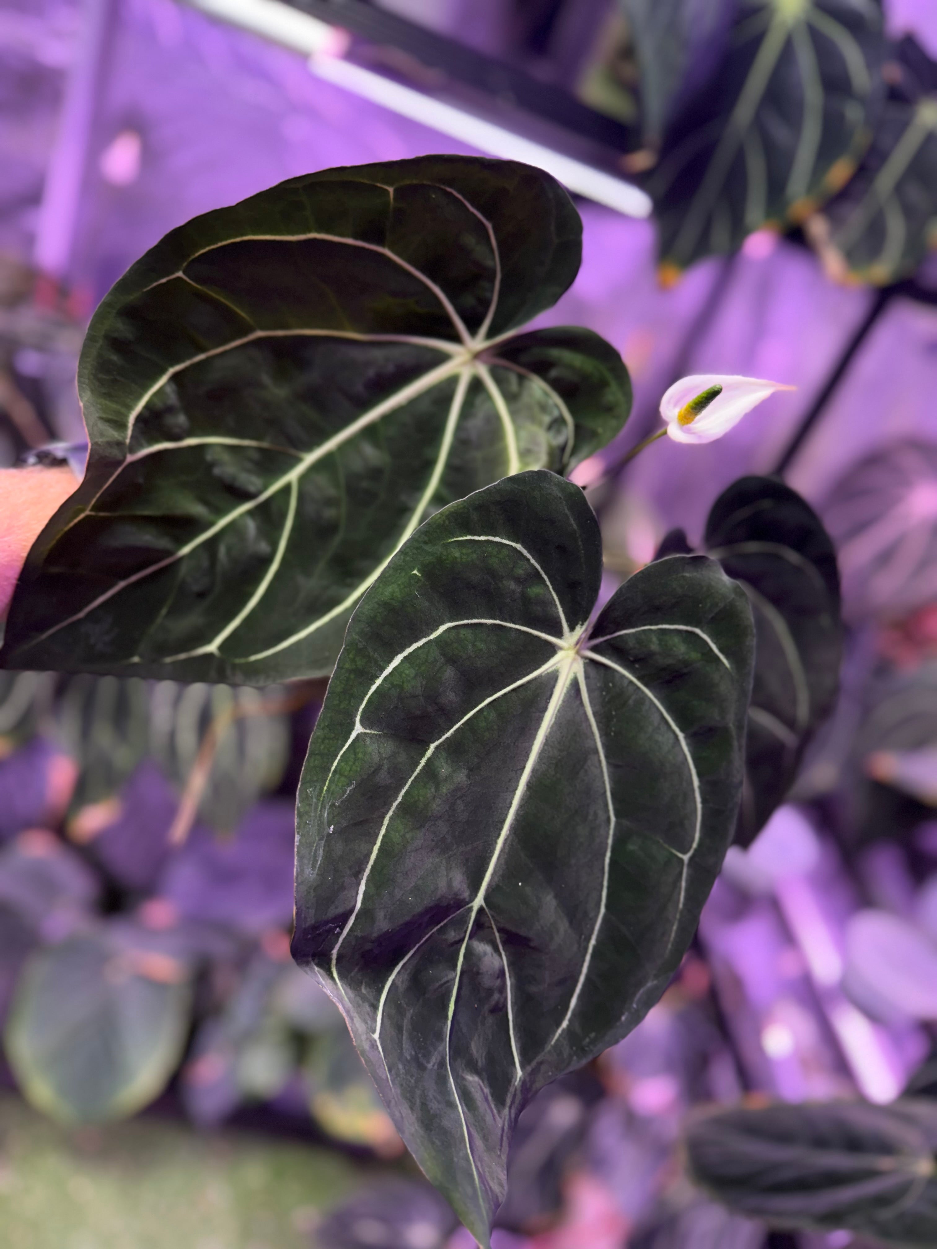 Anthurium carlabackiae 'District' x Buz 1 large flowering