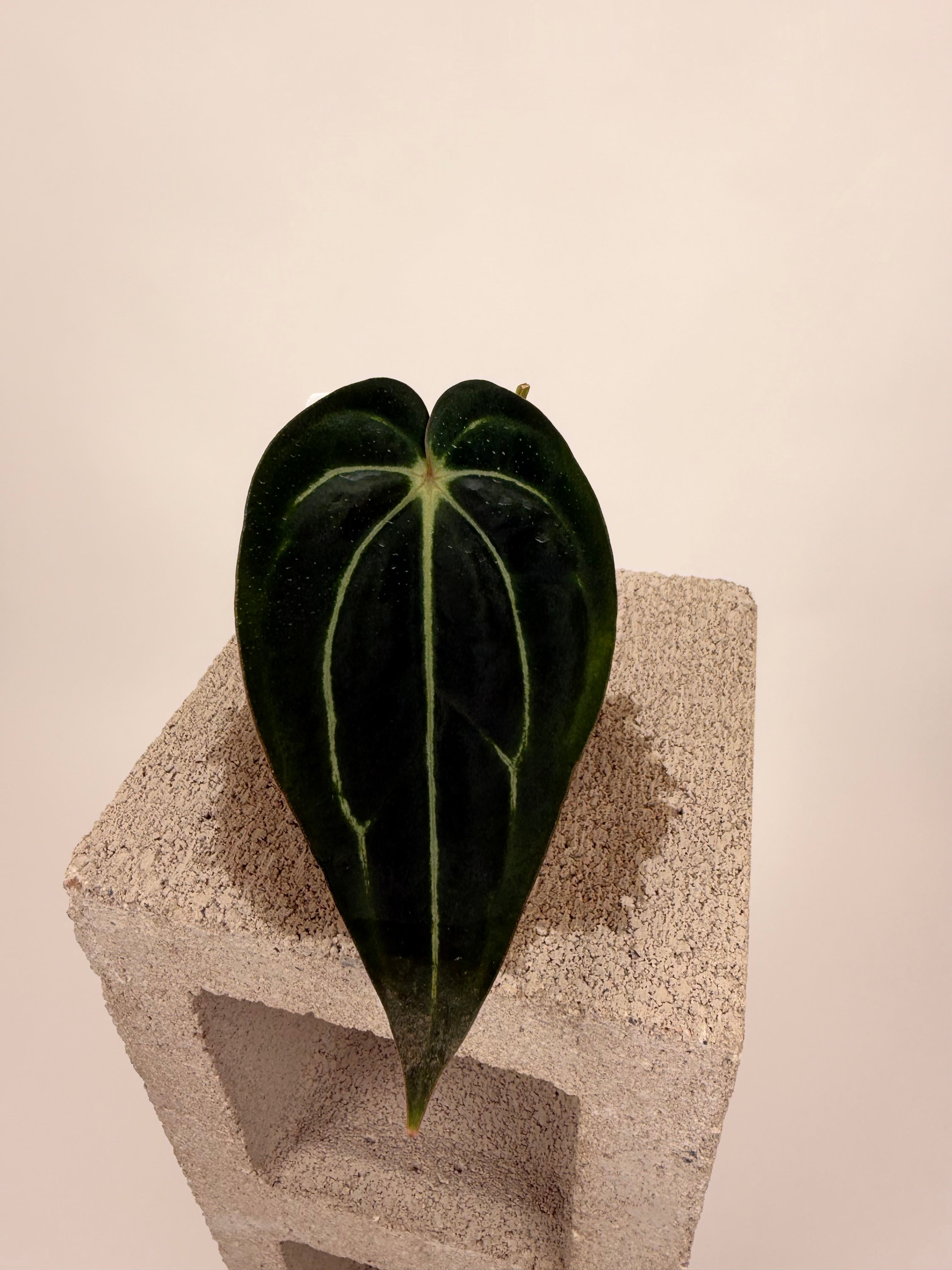 Anthurium carlablackiae – Buz Plants