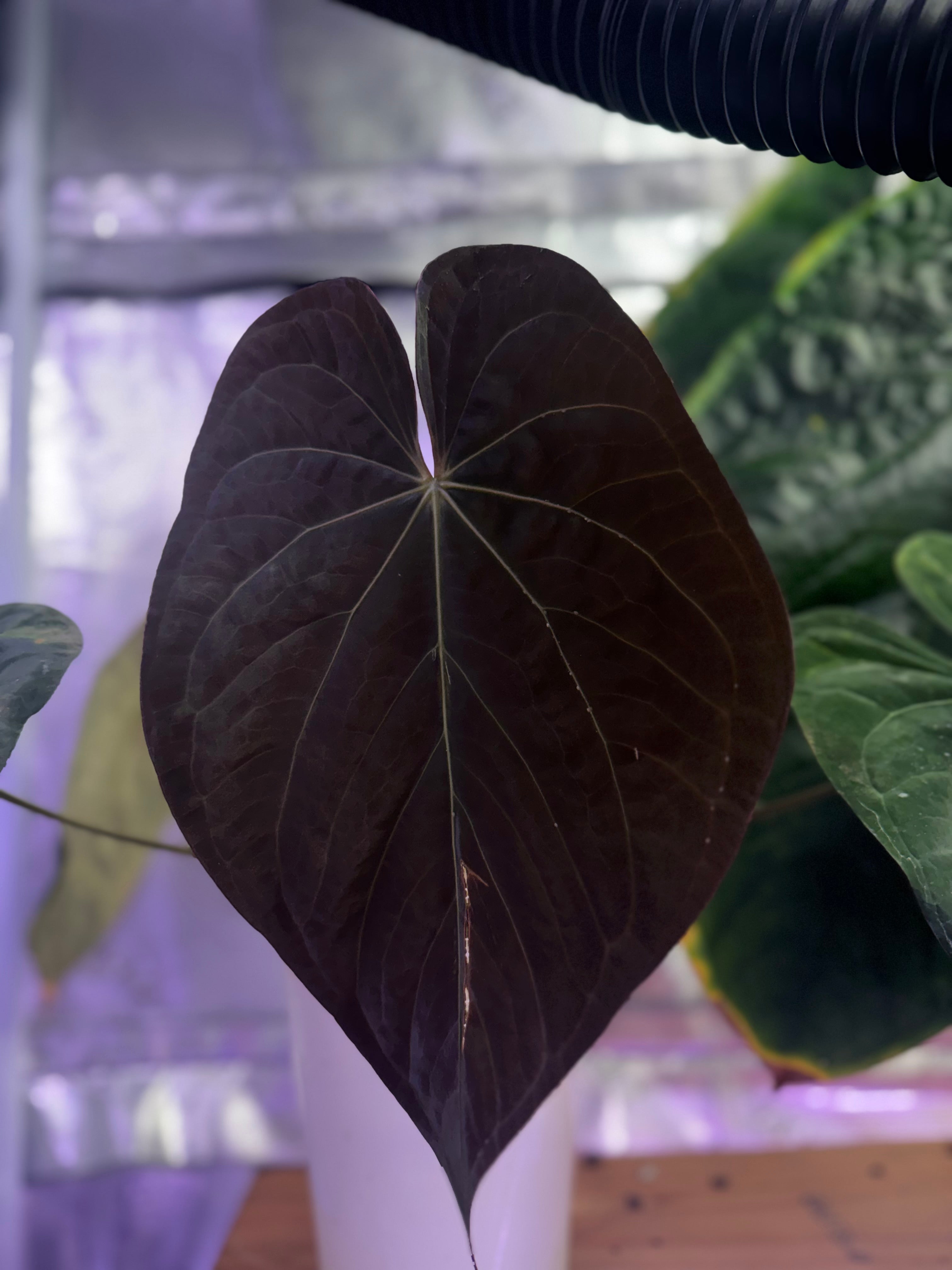 Anthurium black Cherry x carlablackiae RA8