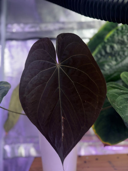 Anthurium black Cherry x carlablackiae RA8
