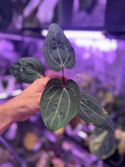 Anthurium Dorito x Tezula Red crystal