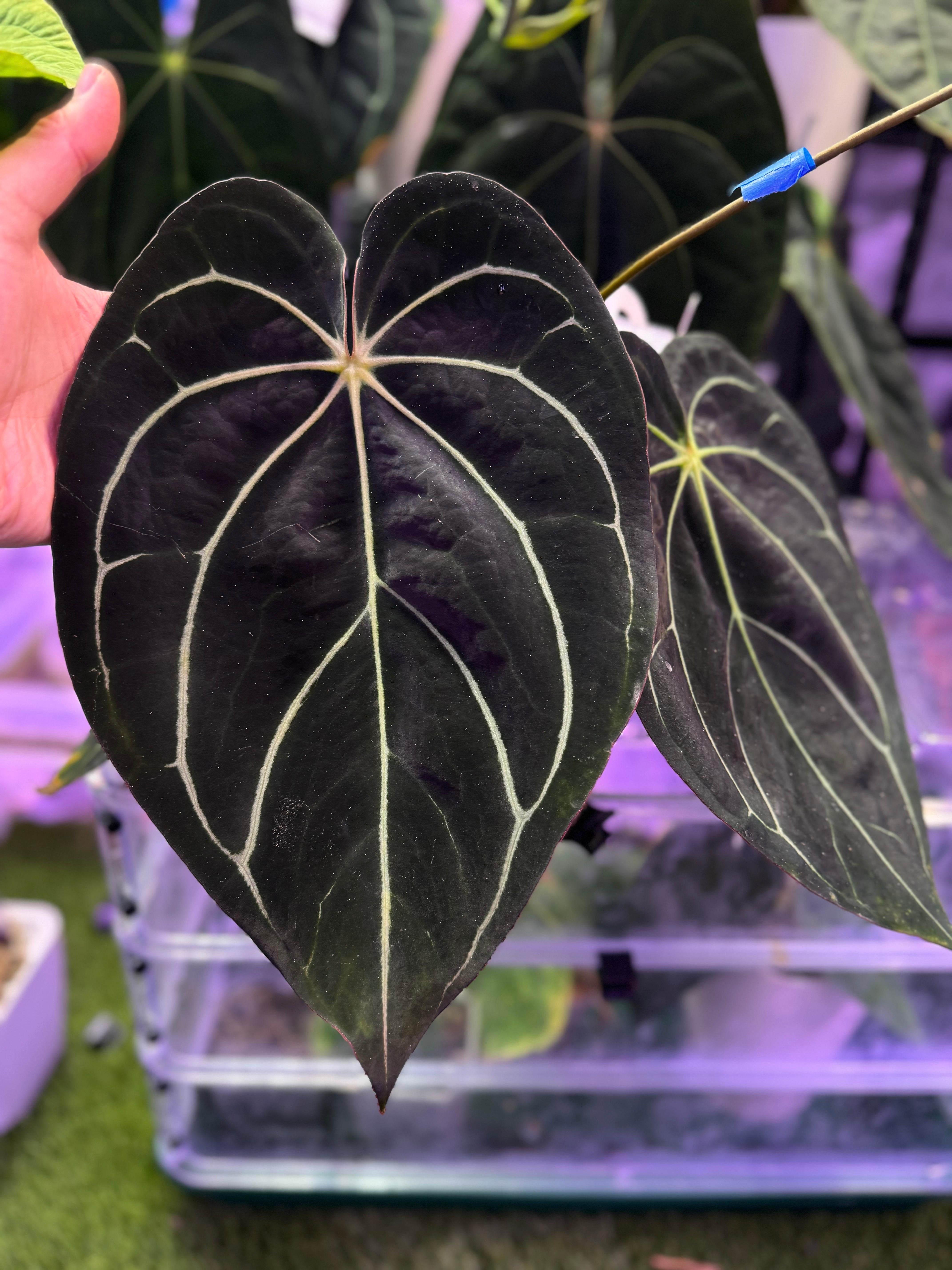 Rare Anthurium Hybrids for Sale | Buz Plants