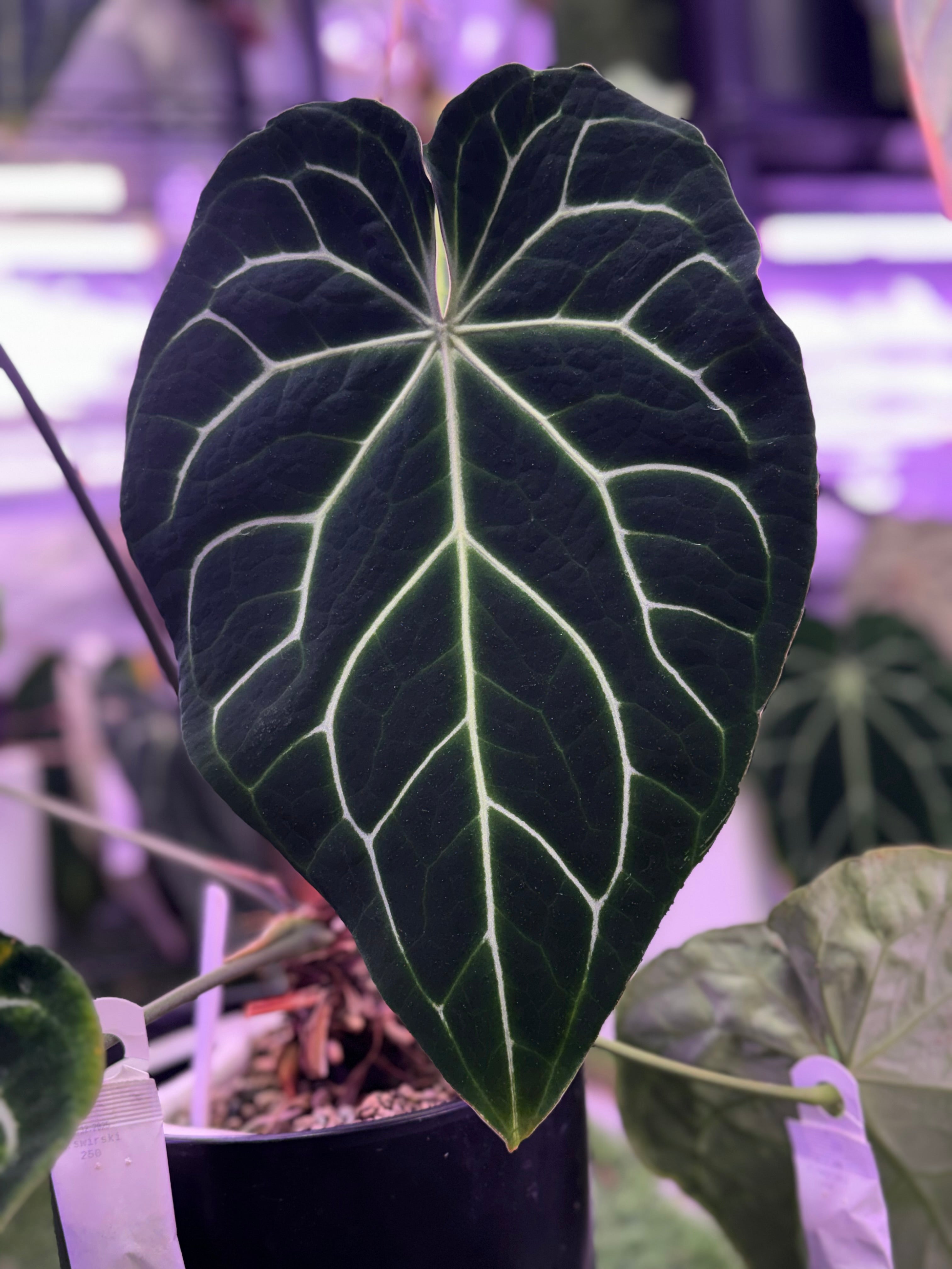 Anthurium crystallinum “Chocolate” x “Black Widow x Michelle