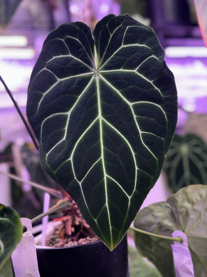 Anthurium crystallinum ‘Chocolate’ x ‘Black Widow x Michelle’