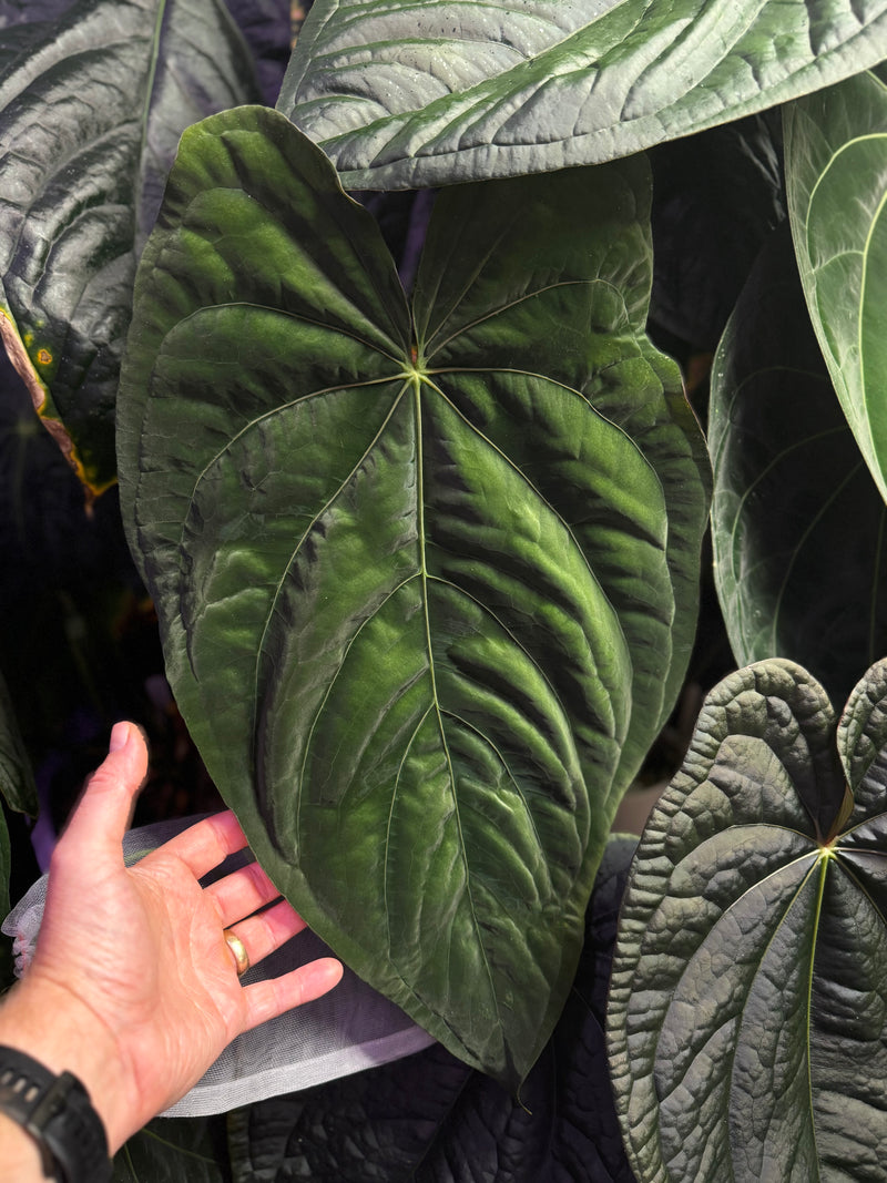 Anthurium Panamama 2.0