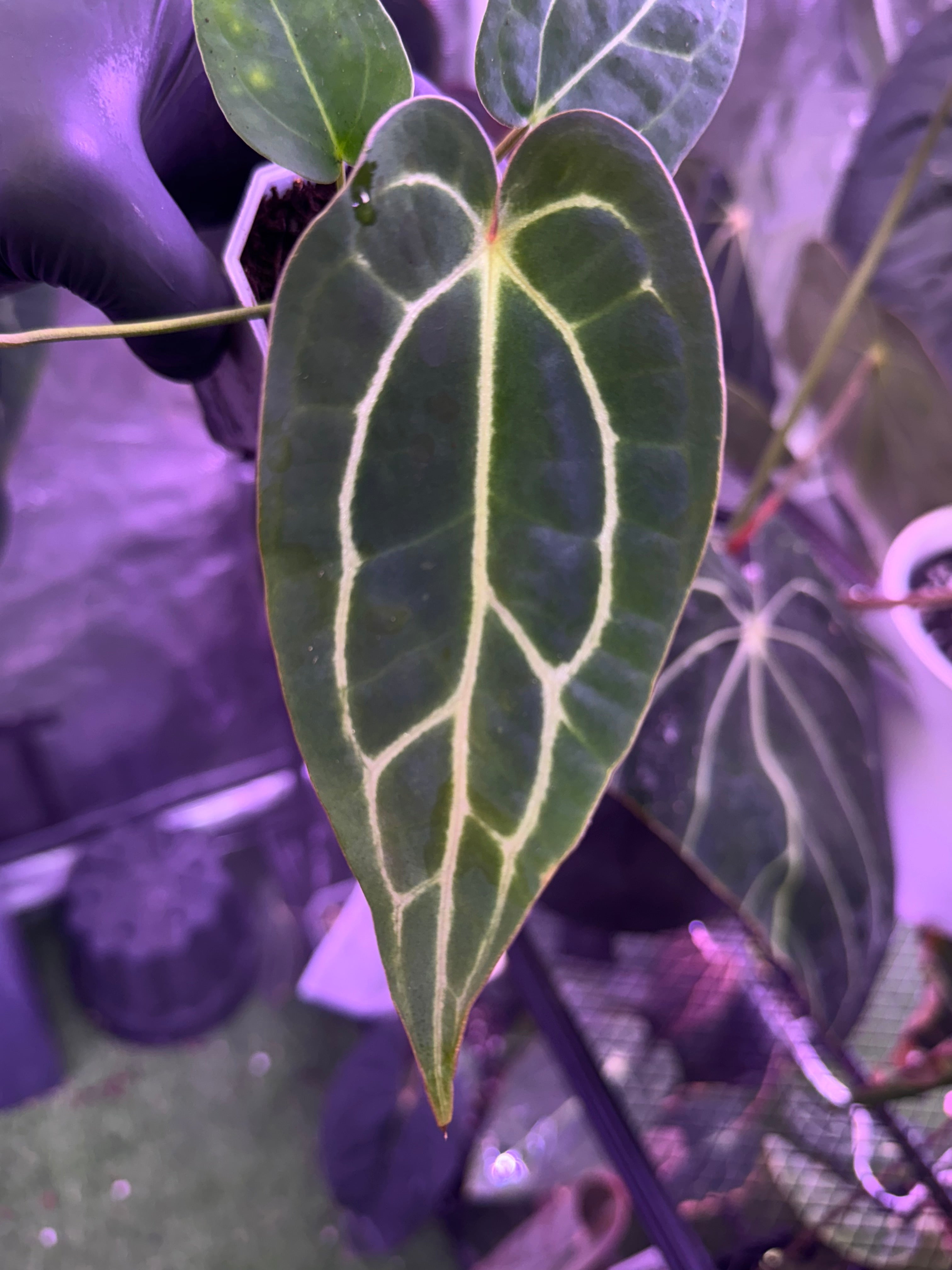 Anthurium Stripey x carlablackiae RA6