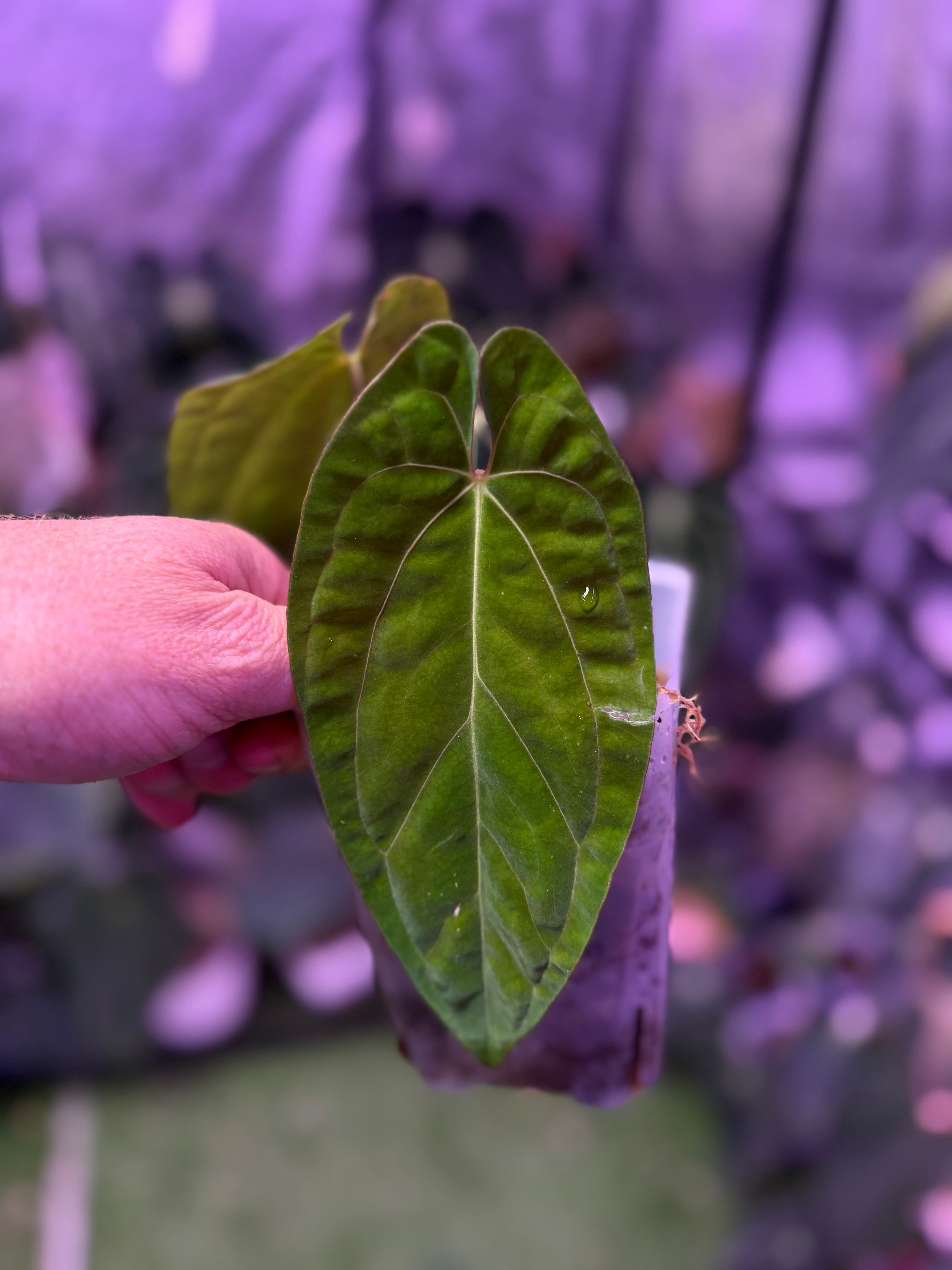 Anthurium papillilaminum RA7 clone