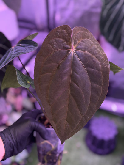 Anthurium (dressleri x carlablackiae) x RVDP