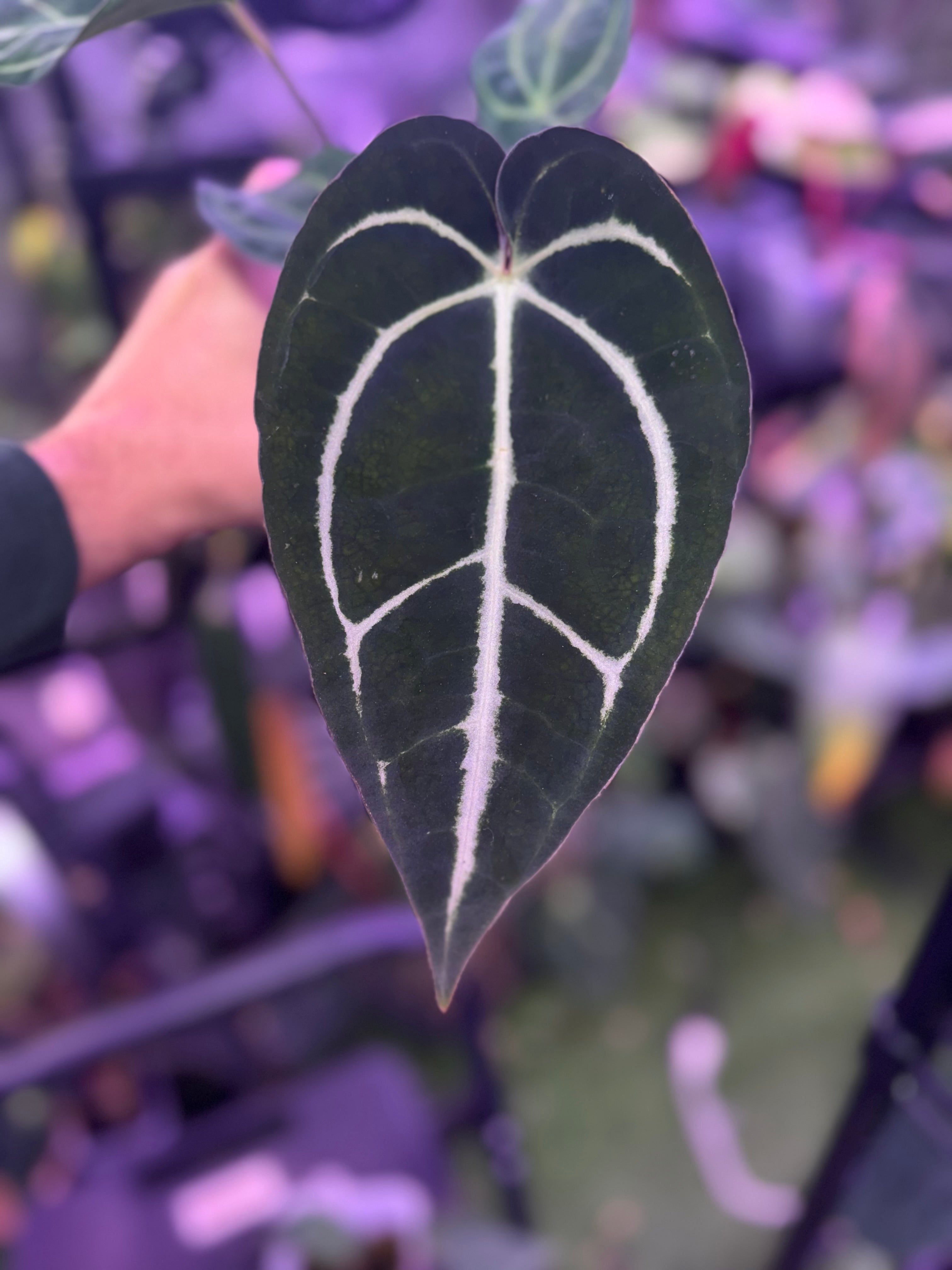 Anthurium carlablackiae OG1 x carlablackiae "5x10"