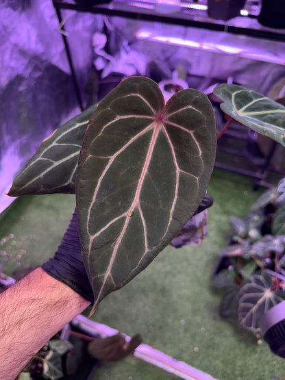 Anthurium Araña x Stripey