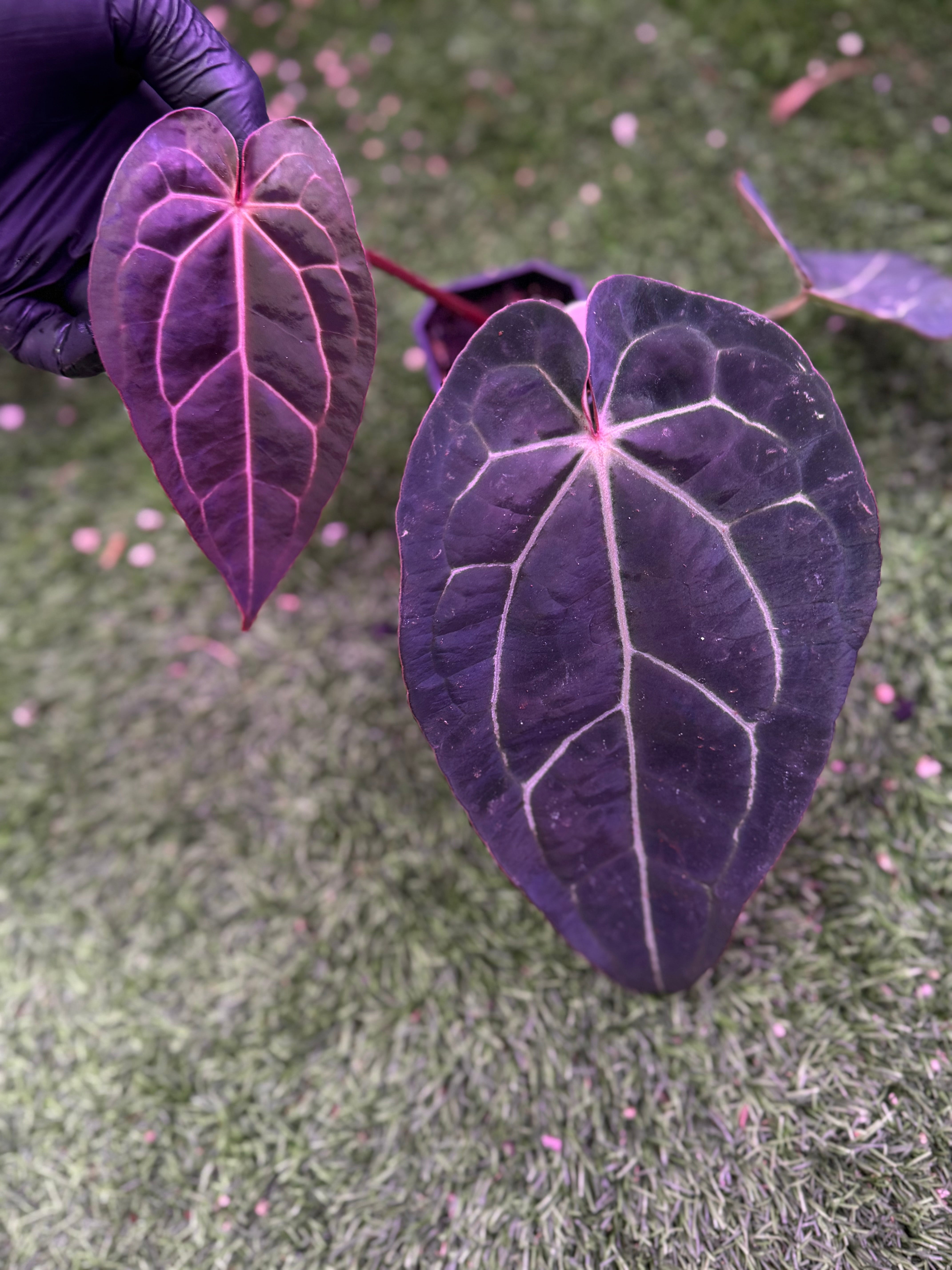 Anthurium carlablackiae ‘Round x GPH001’ x Black Widow Michelle