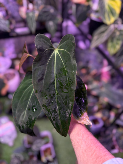 Anthurium (carlablackiae x portillae) X (papillilaminum ‘Fort Sherman’ x dressleri RG F2)