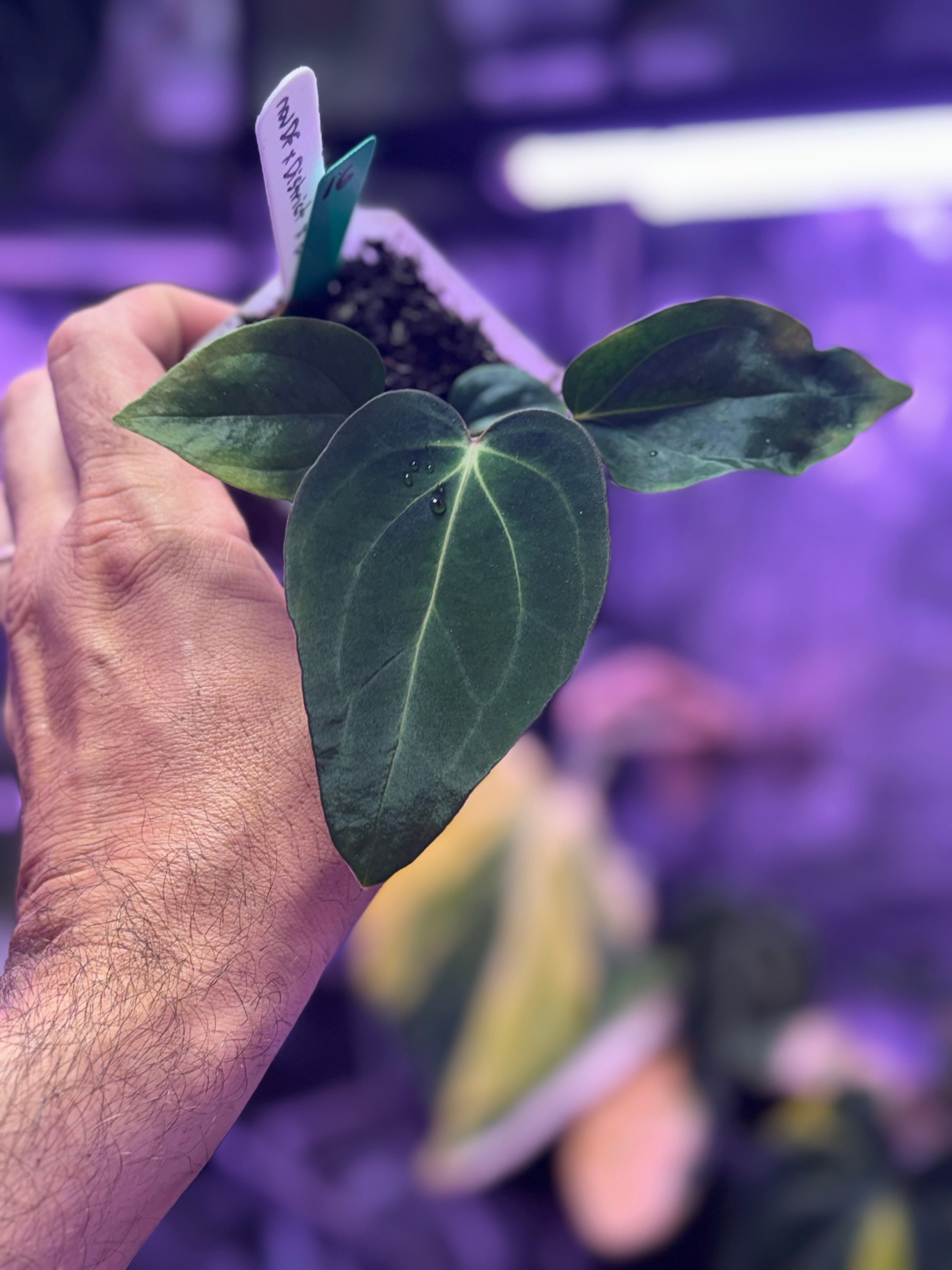 Anthurium (sp. Nov DF x carlablackiae) x BWMDB#1