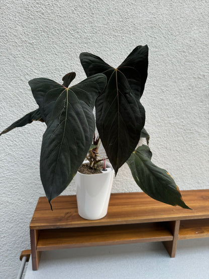 Anthurium sp. nov. DF X papillilaminum 'Ralph Lyman x Self'