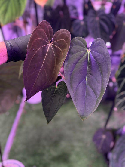 Anthurium (carlablackiae x luxurians) x D/C ‘B’