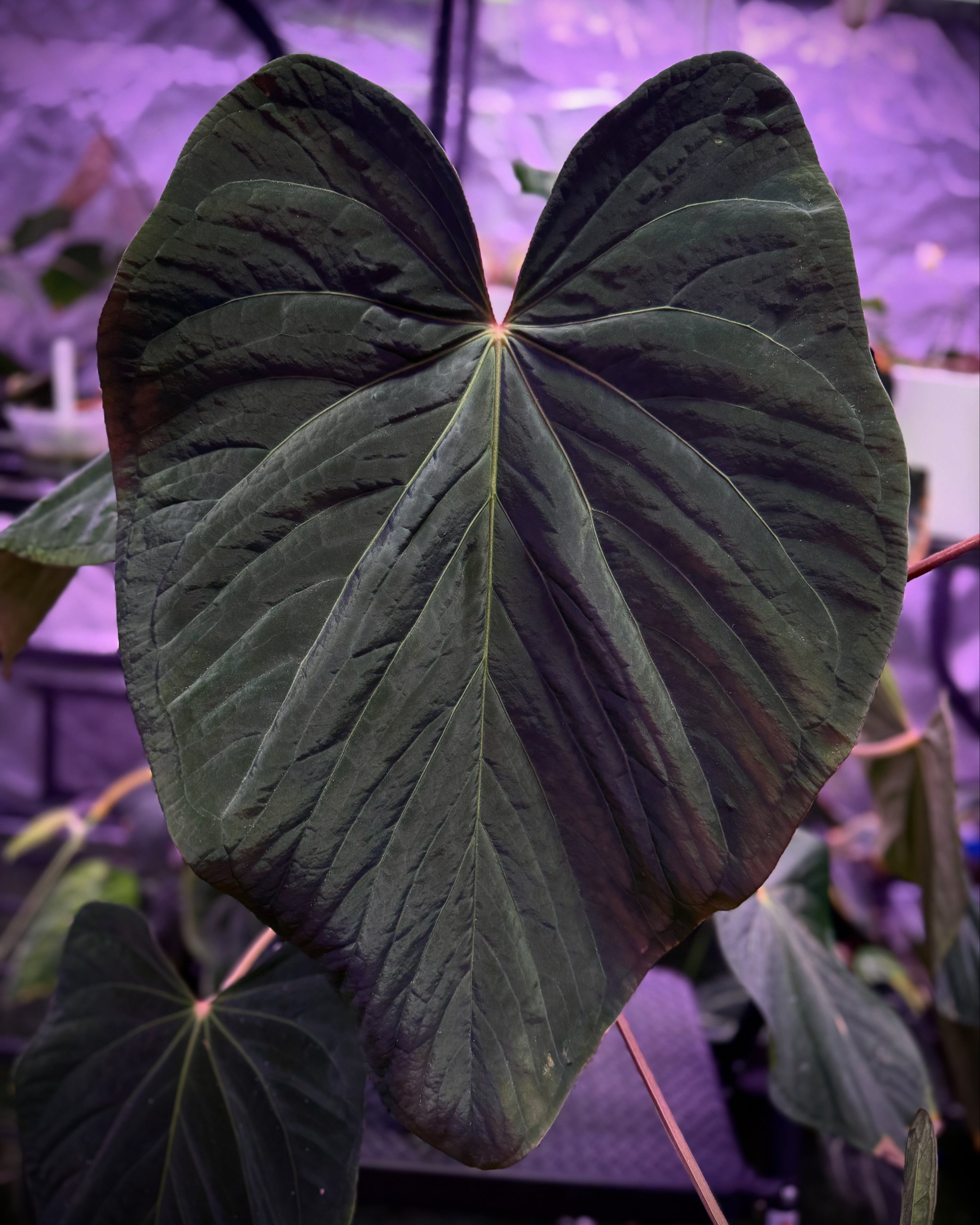Anthurium kunayalense x portillae "Dorito"