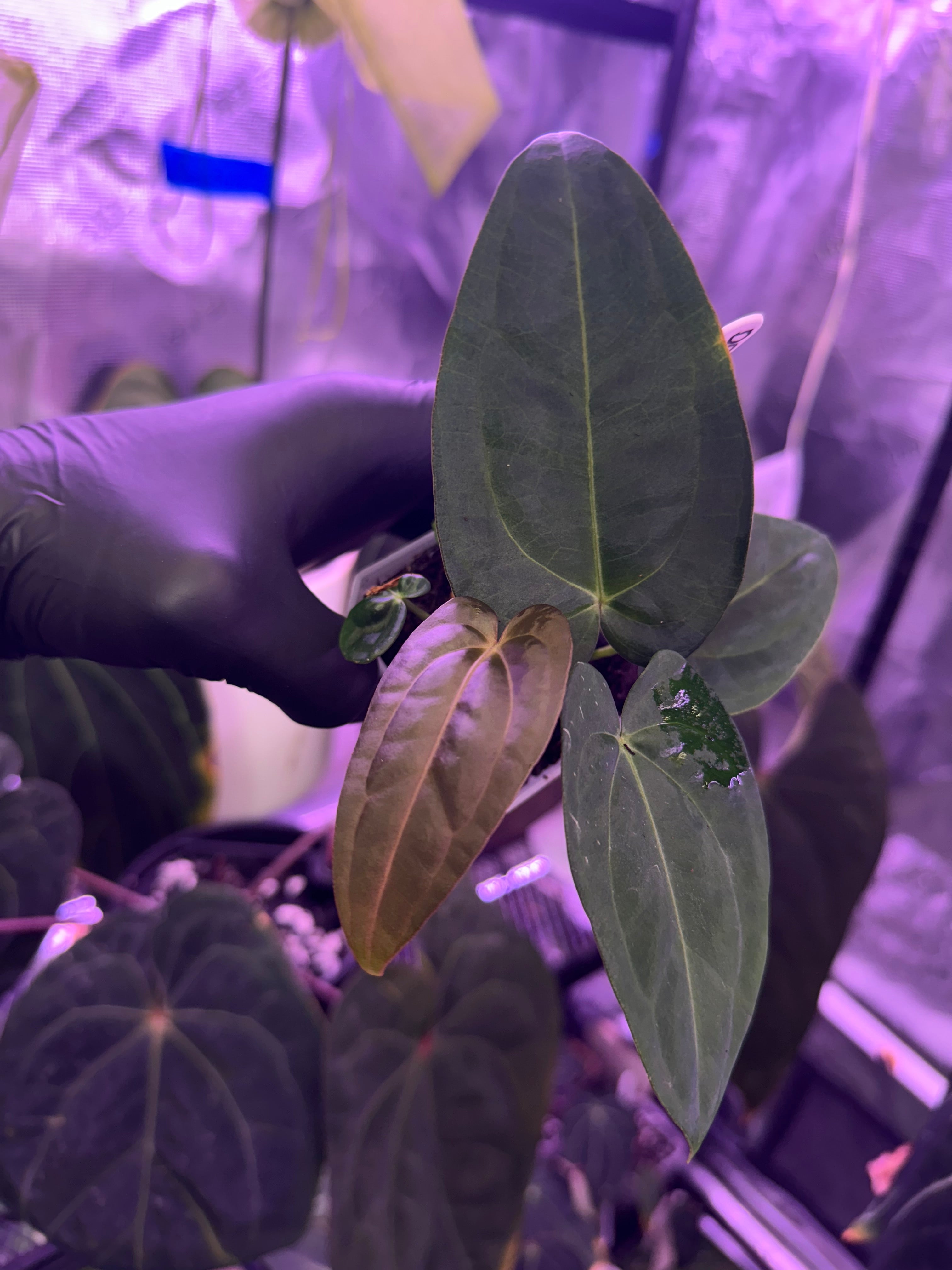 Anthurium (dressleri x carlablackiae H1) x carla 6x5