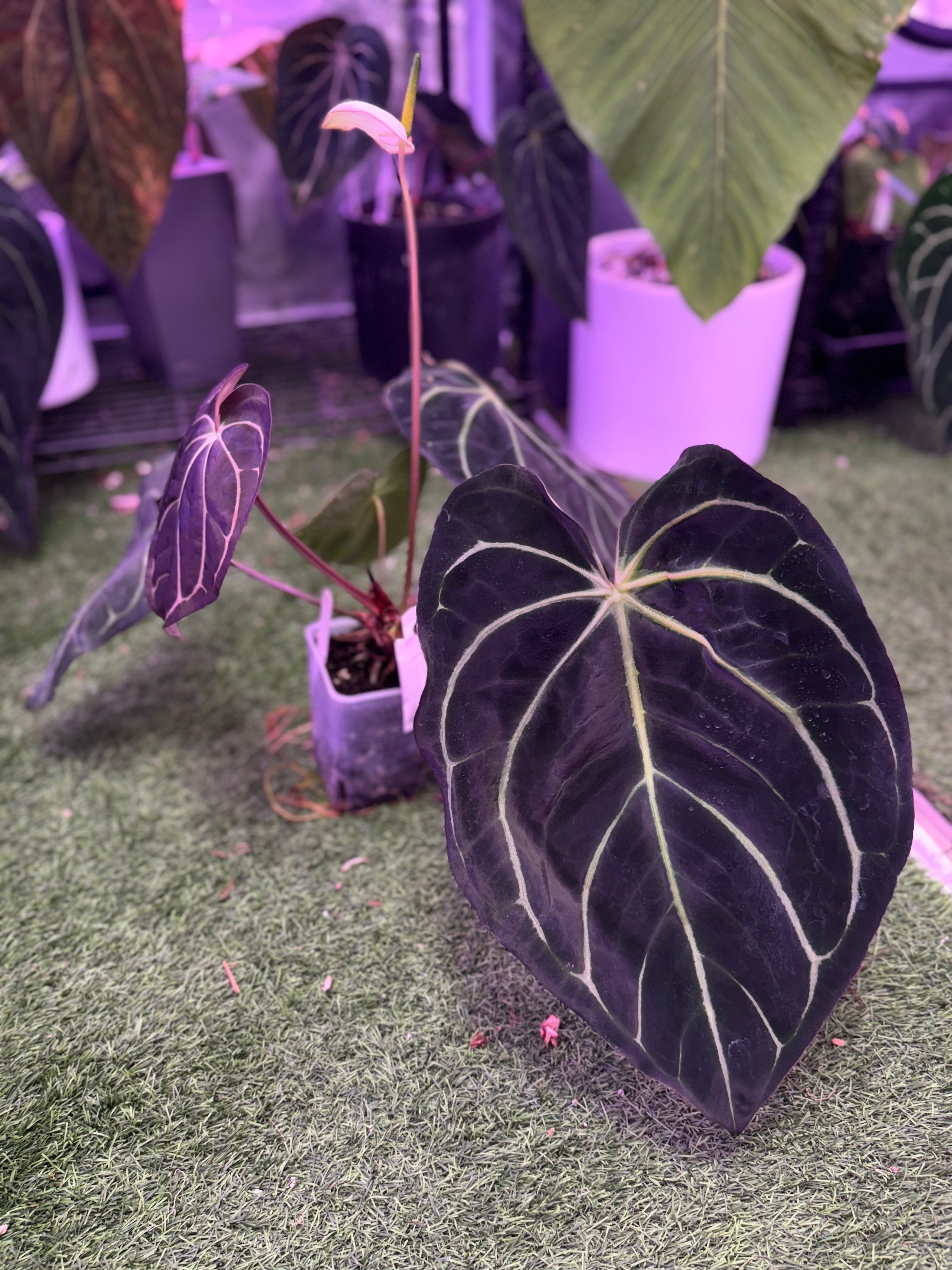 Anthurium carlablackiae OG4 x RA8