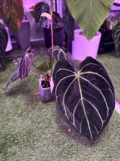 Anthurium carlablackiae OG4 x RA8