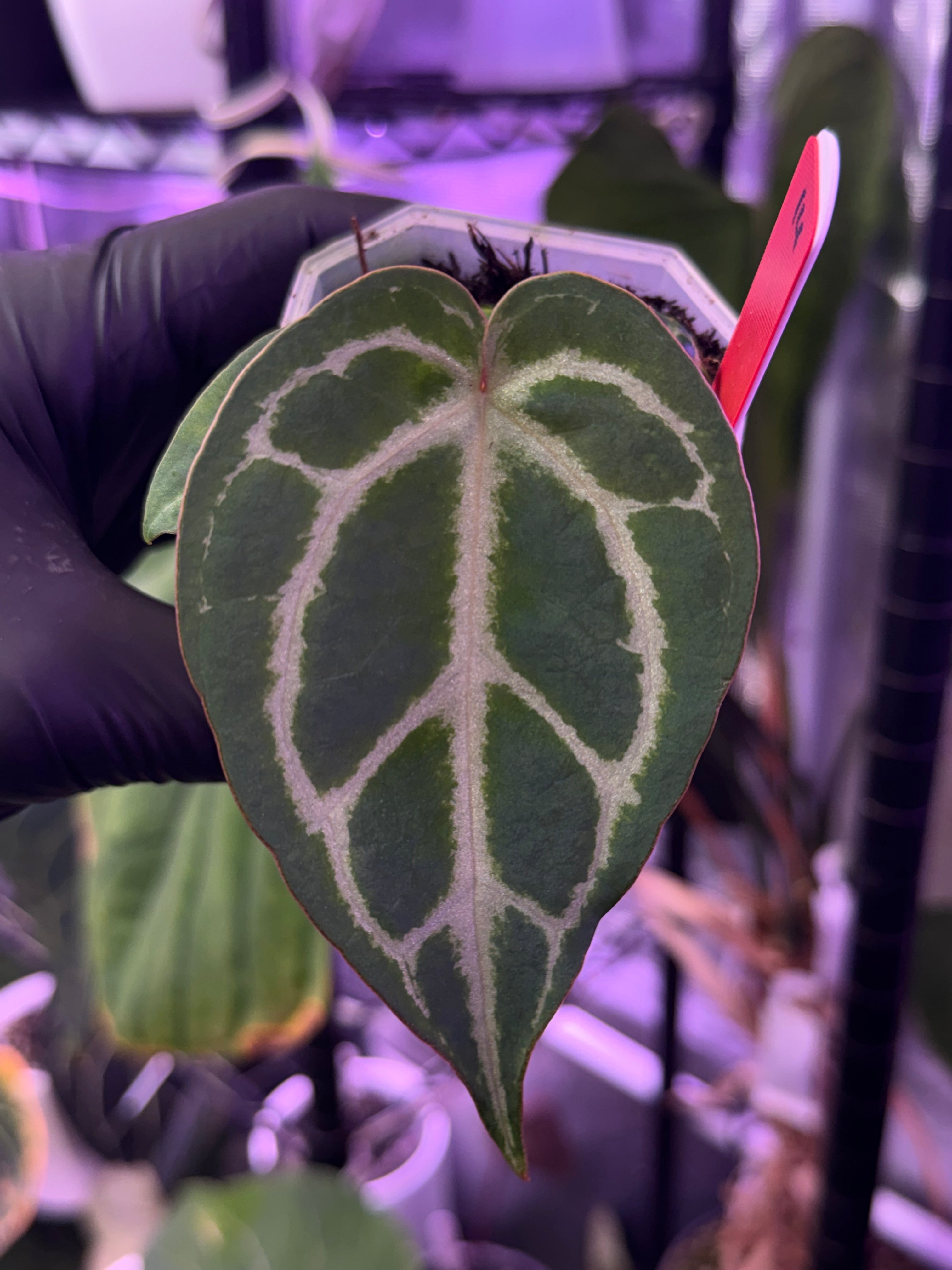 'SKG Anthurium アンスリウム　ミシェル×SKGシルバー 15 Silver' Jungle The Plant | その他観葉植物
