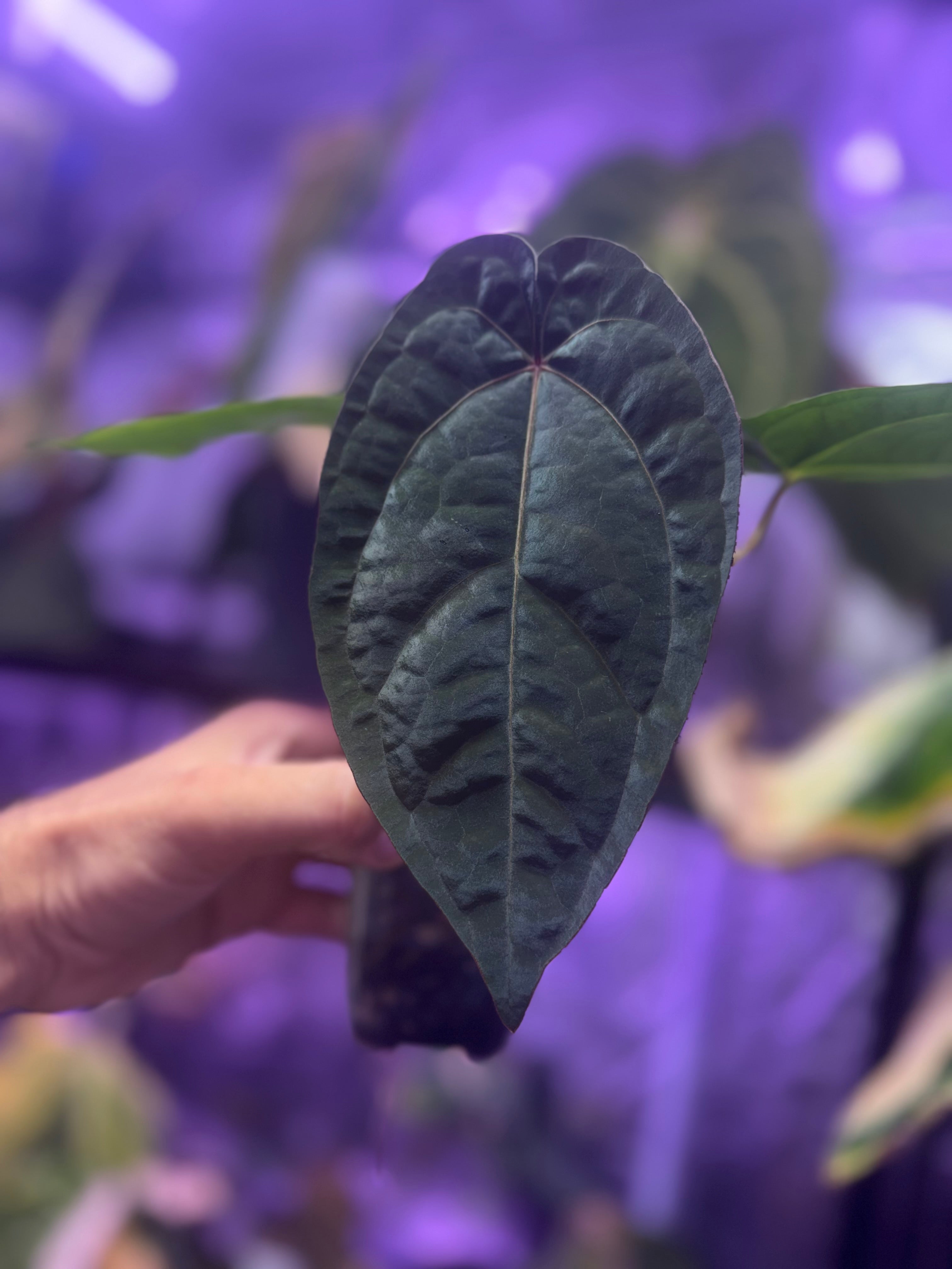 Anthurium Udaka x dressleri RG #2