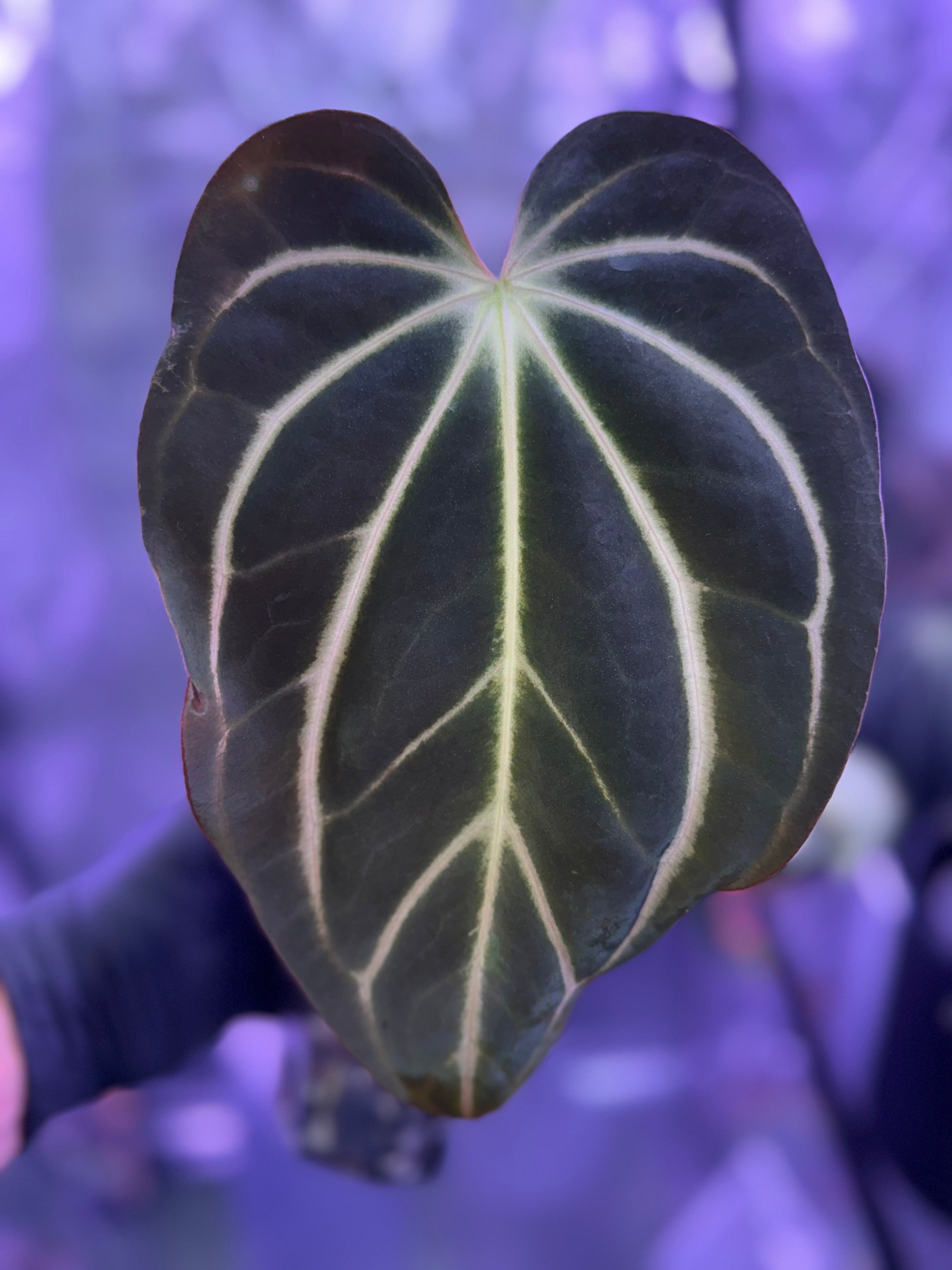 Anthurium carlablackiae Buz1 x RA 5x10 *flowering*