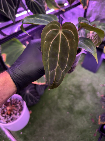 Anthurium Araña x Stripey