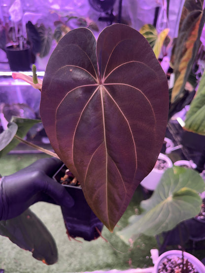 Anthurium (carlablackiae x luxurians) x ‘dressleri x carlablackiae B’