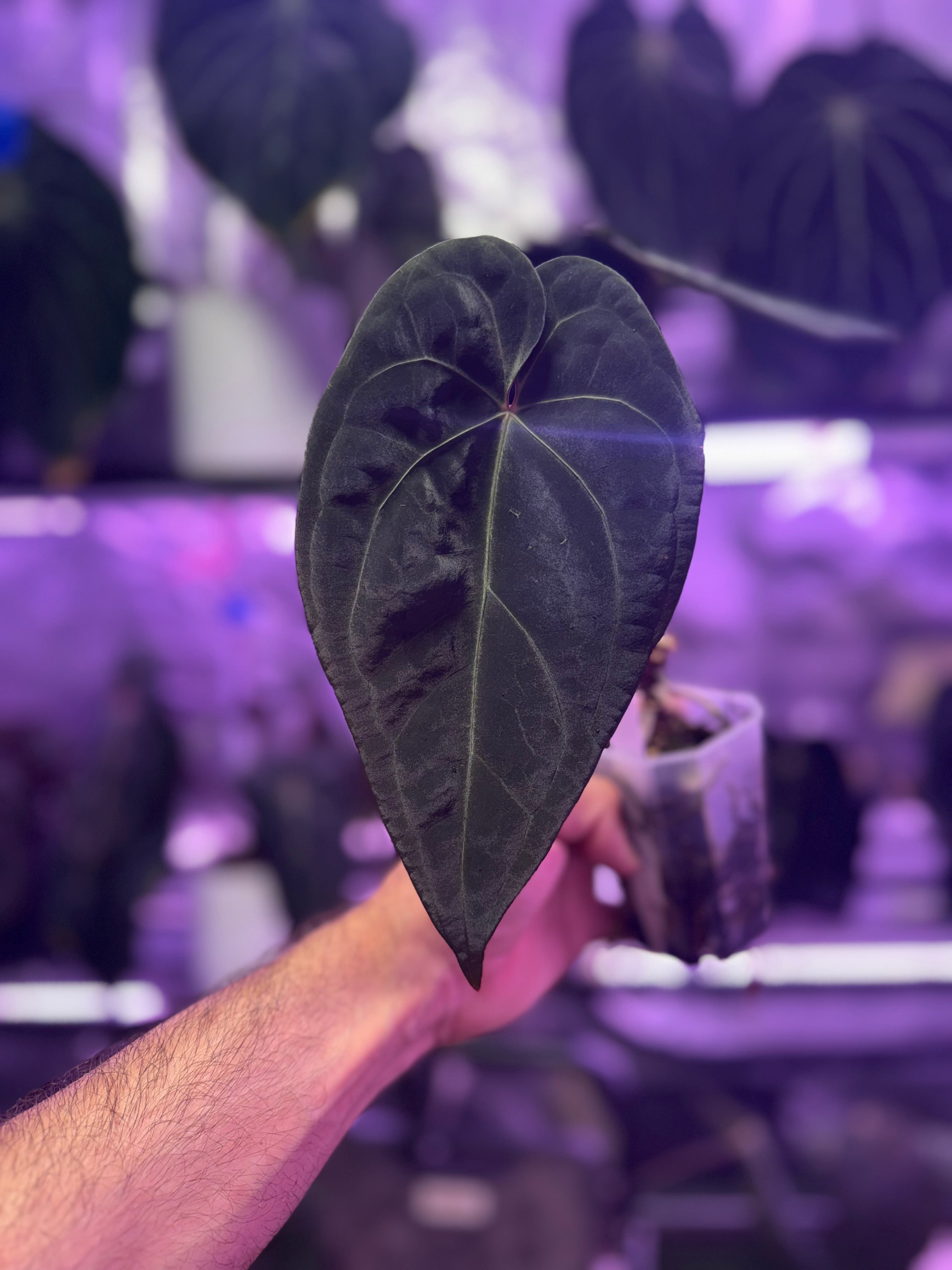 Anthurium Snake Oil Buz2 x Black Cherry