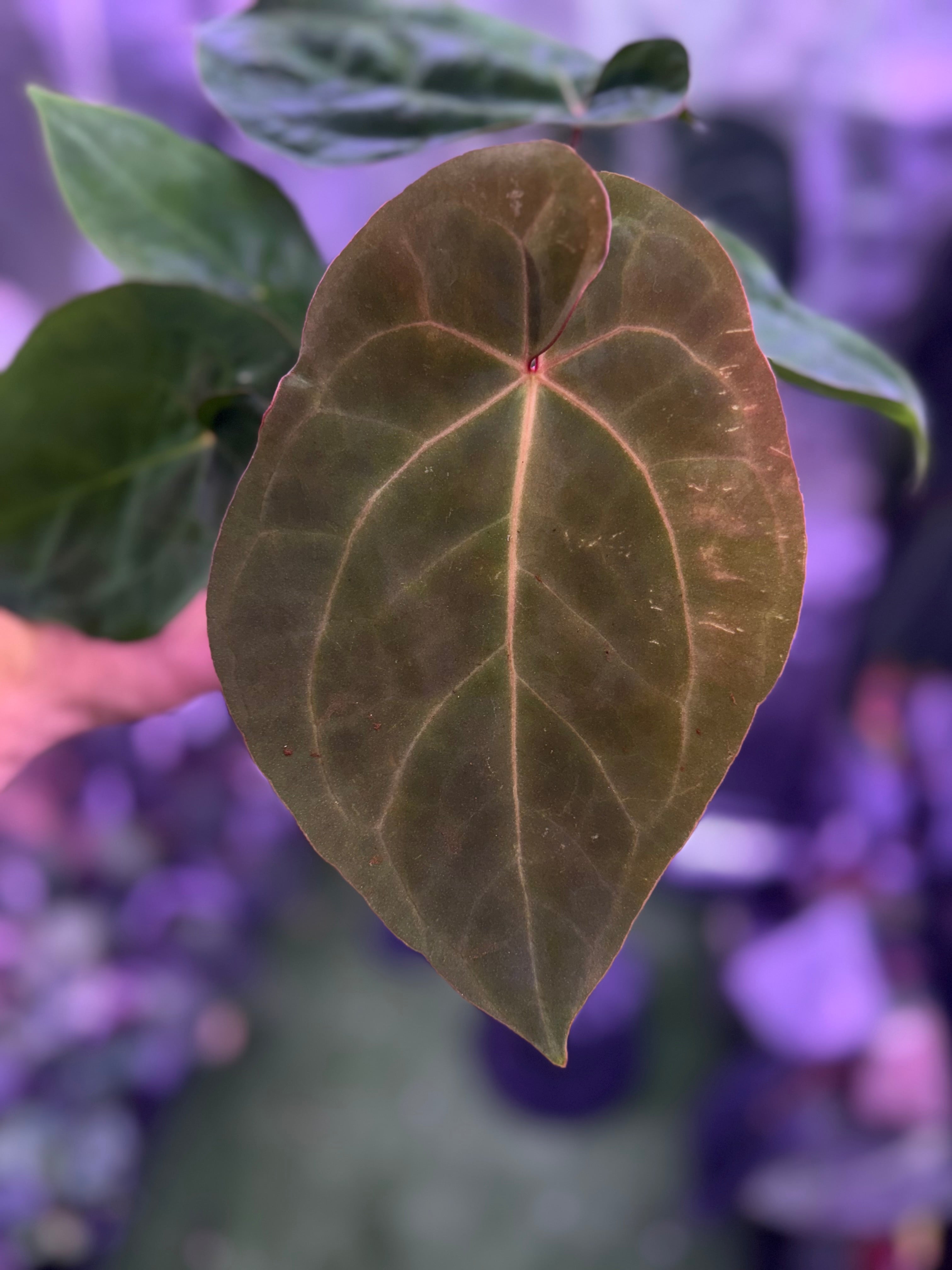 Anthurium Ace of Purple x BVEP