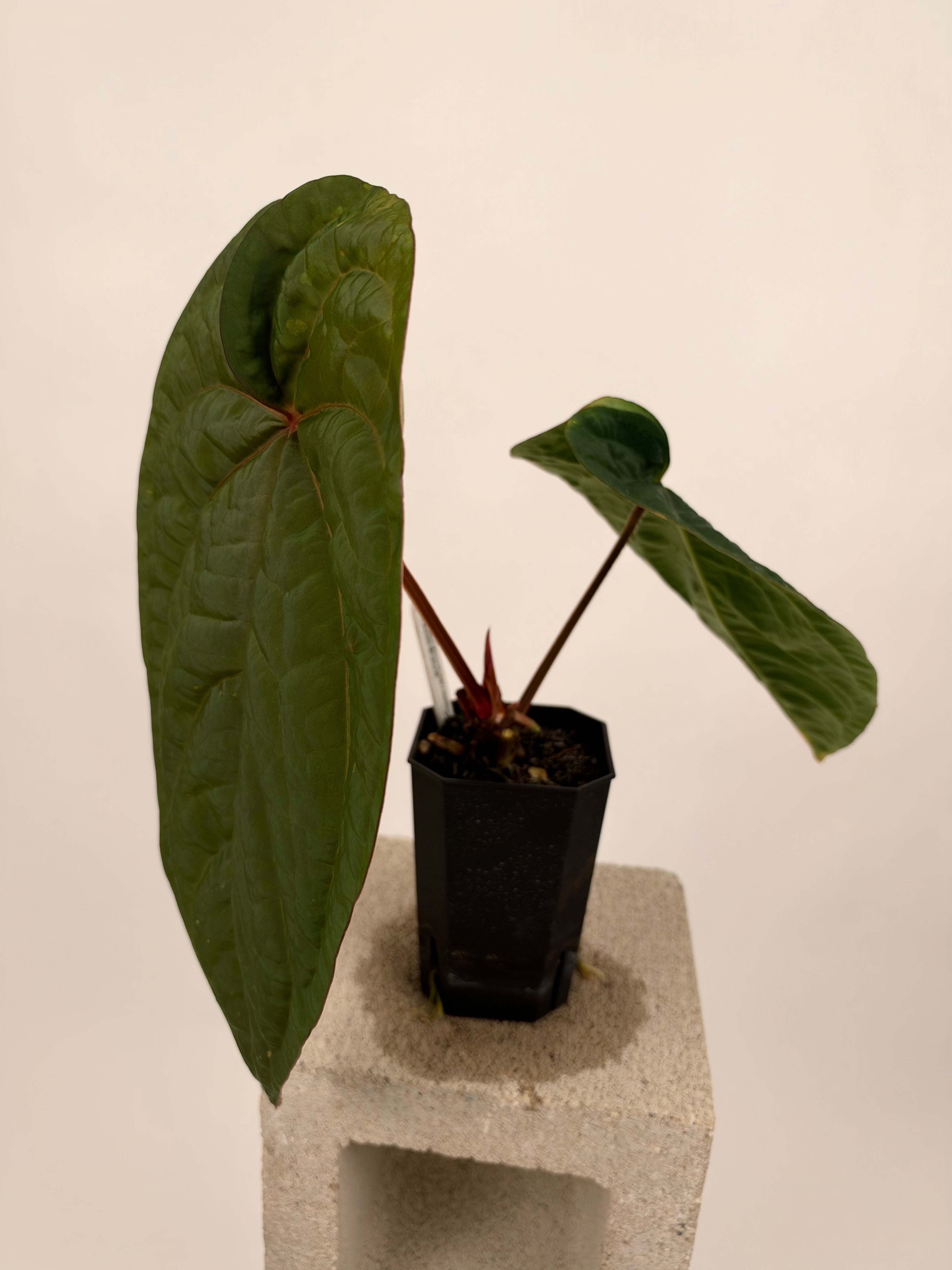 Latest Anthurium Drop | Buz Plants