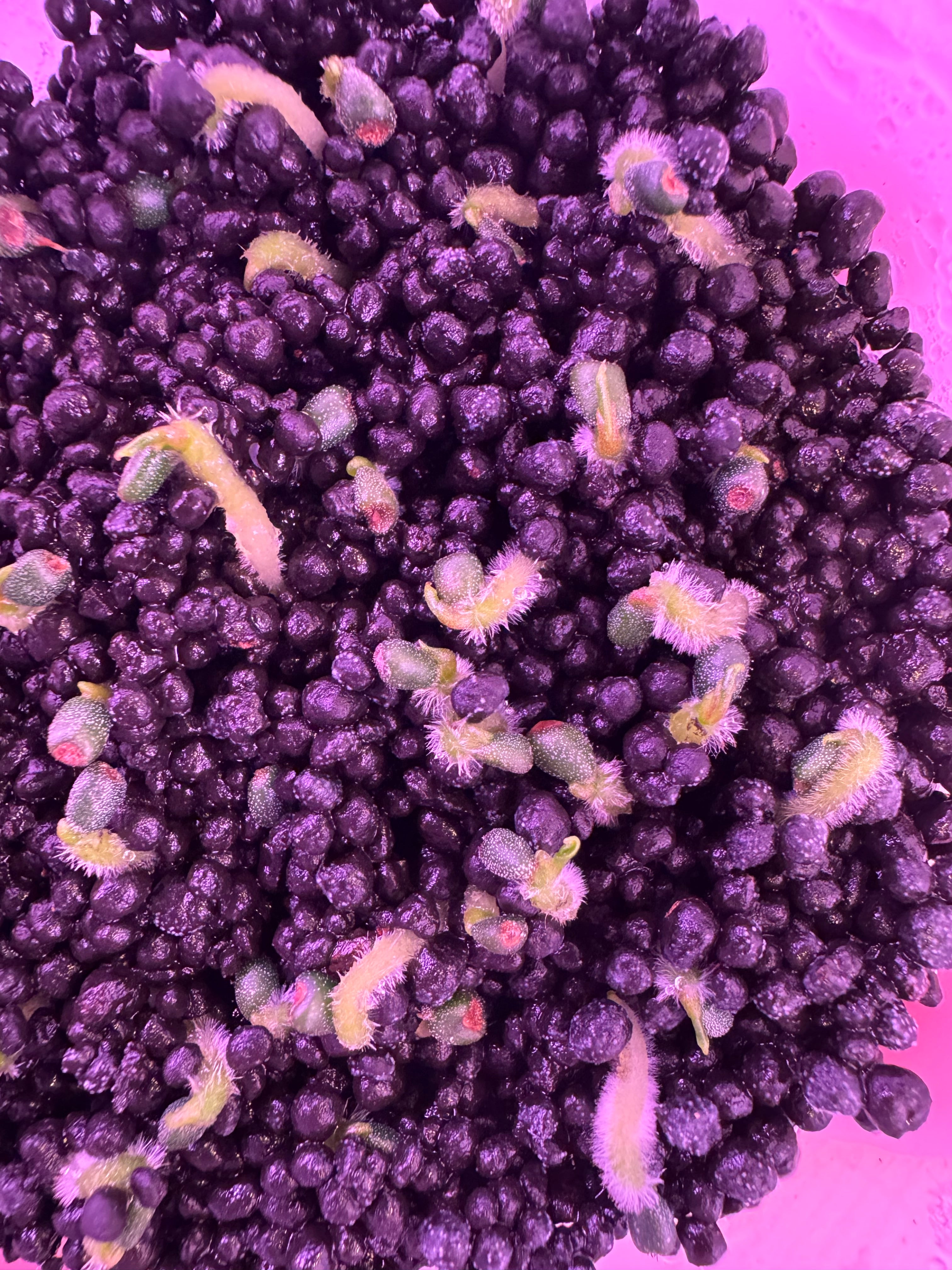 2x seeds carla District’ x ‘Udaka’