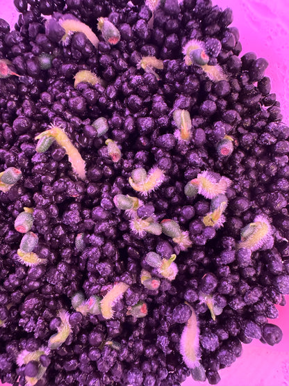 2x seeds carla District’ x ‘Udaka’