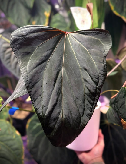 Anthurium ‘Dorito’ S1 x Tim Anderson ‘Stripey’