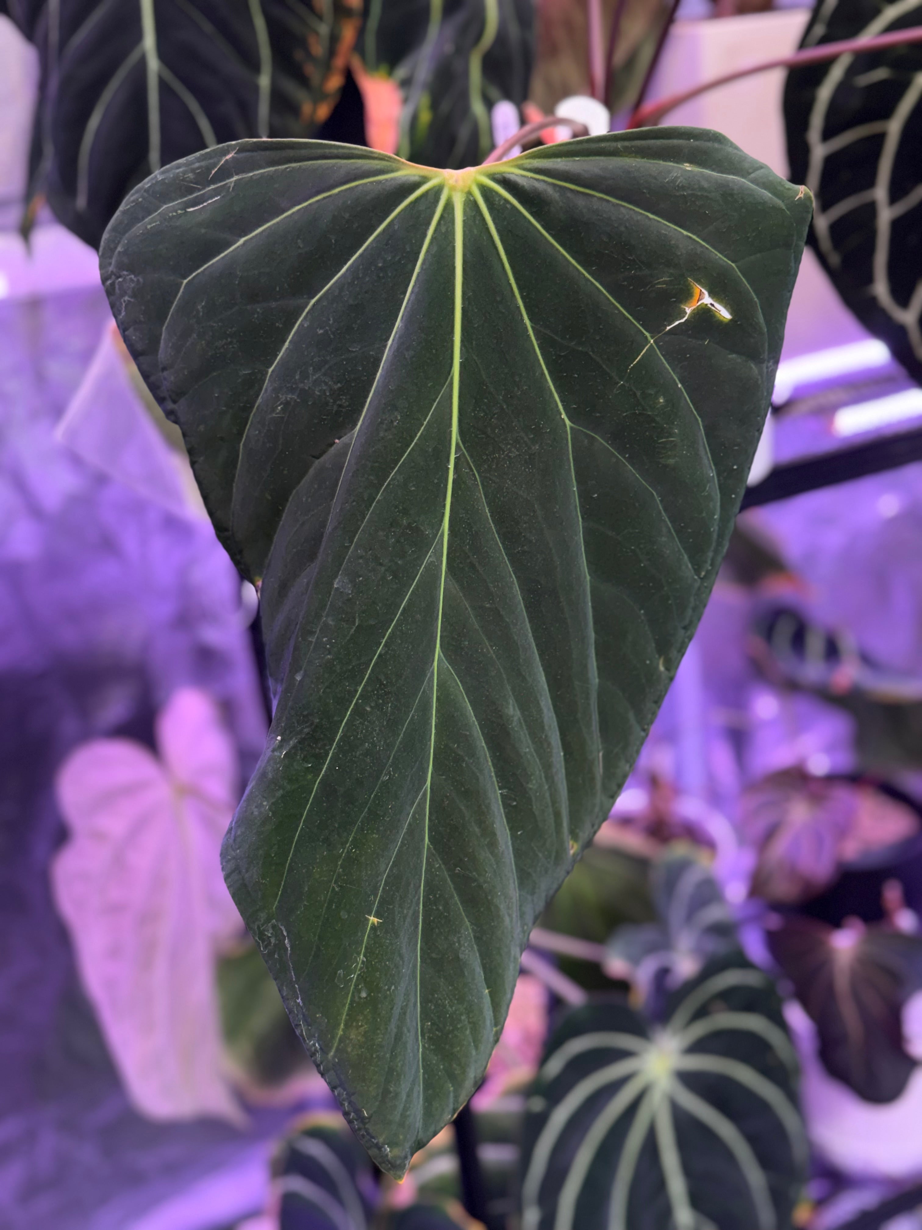 Anthurium Dorito x Tezula ‘Red Crystal’