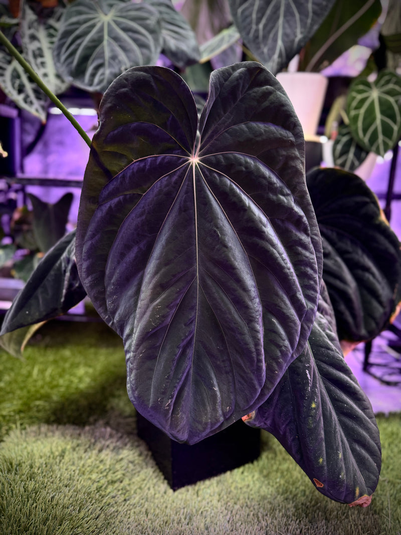 Anthurium BVEP/Antolakii "Elefont"
