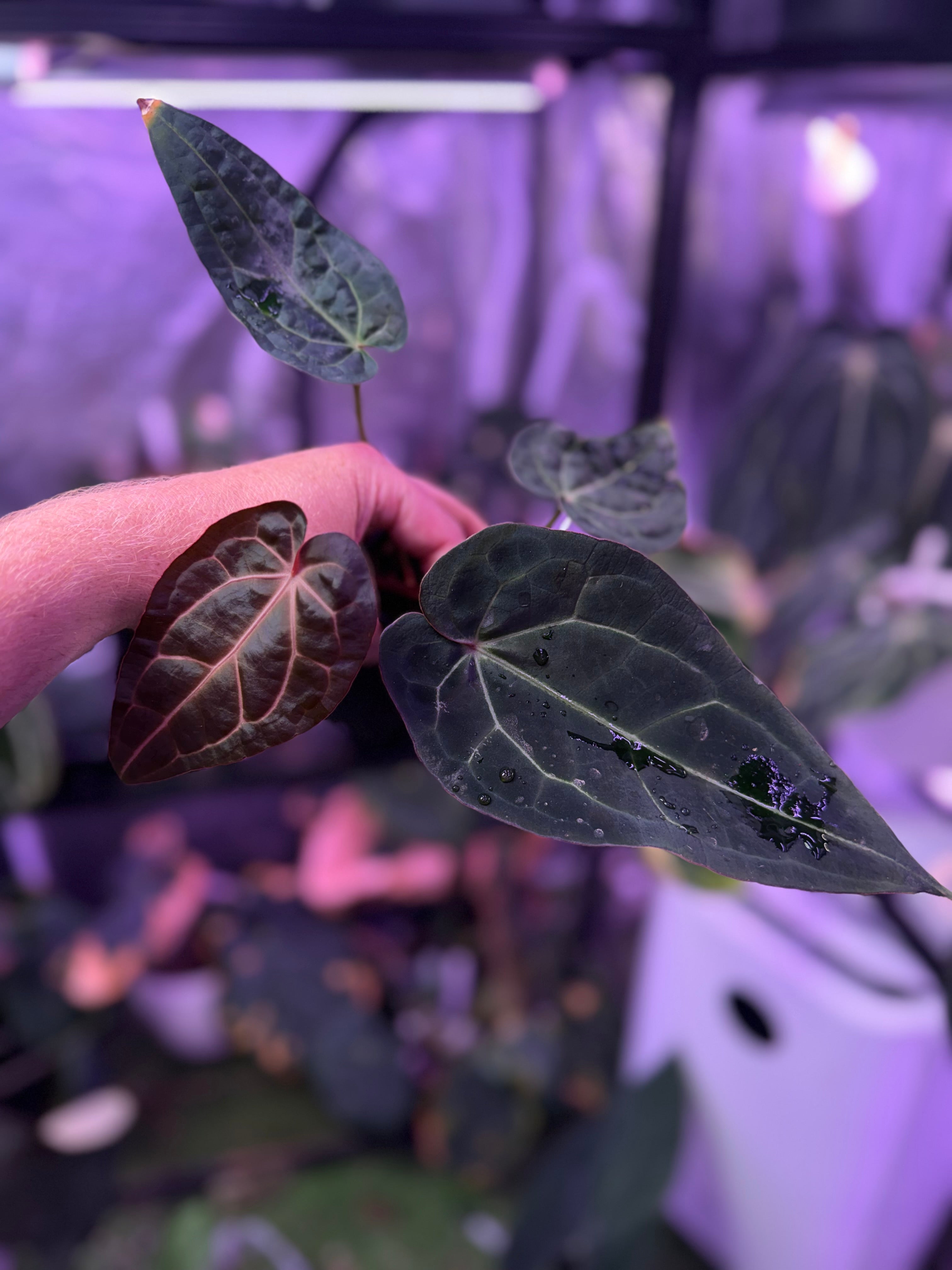 Anthurium carlablackie 'Round xGPH001' X Black Widow x Michelle 04