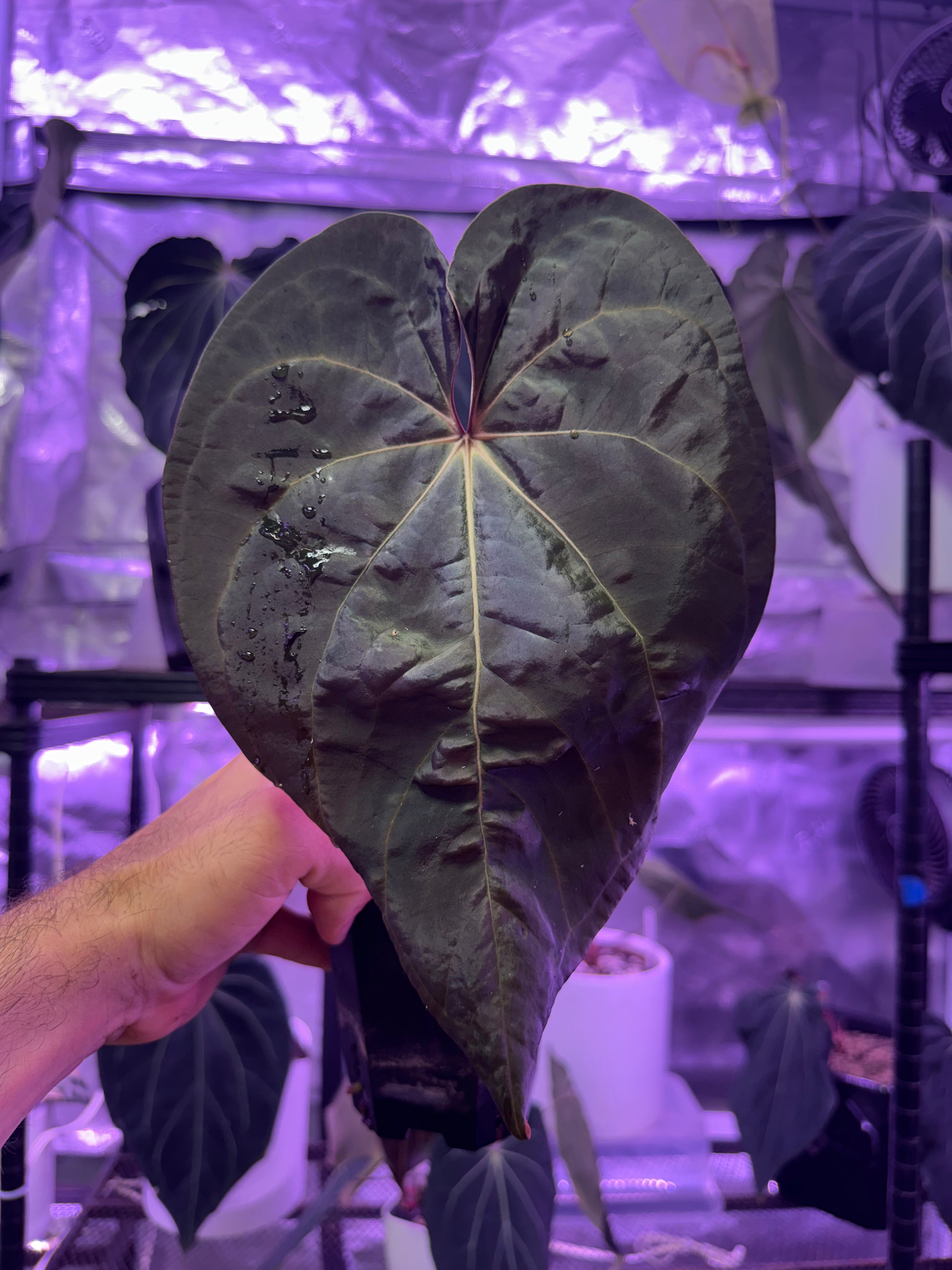 Anthurium J.V. Morticias Magic clone