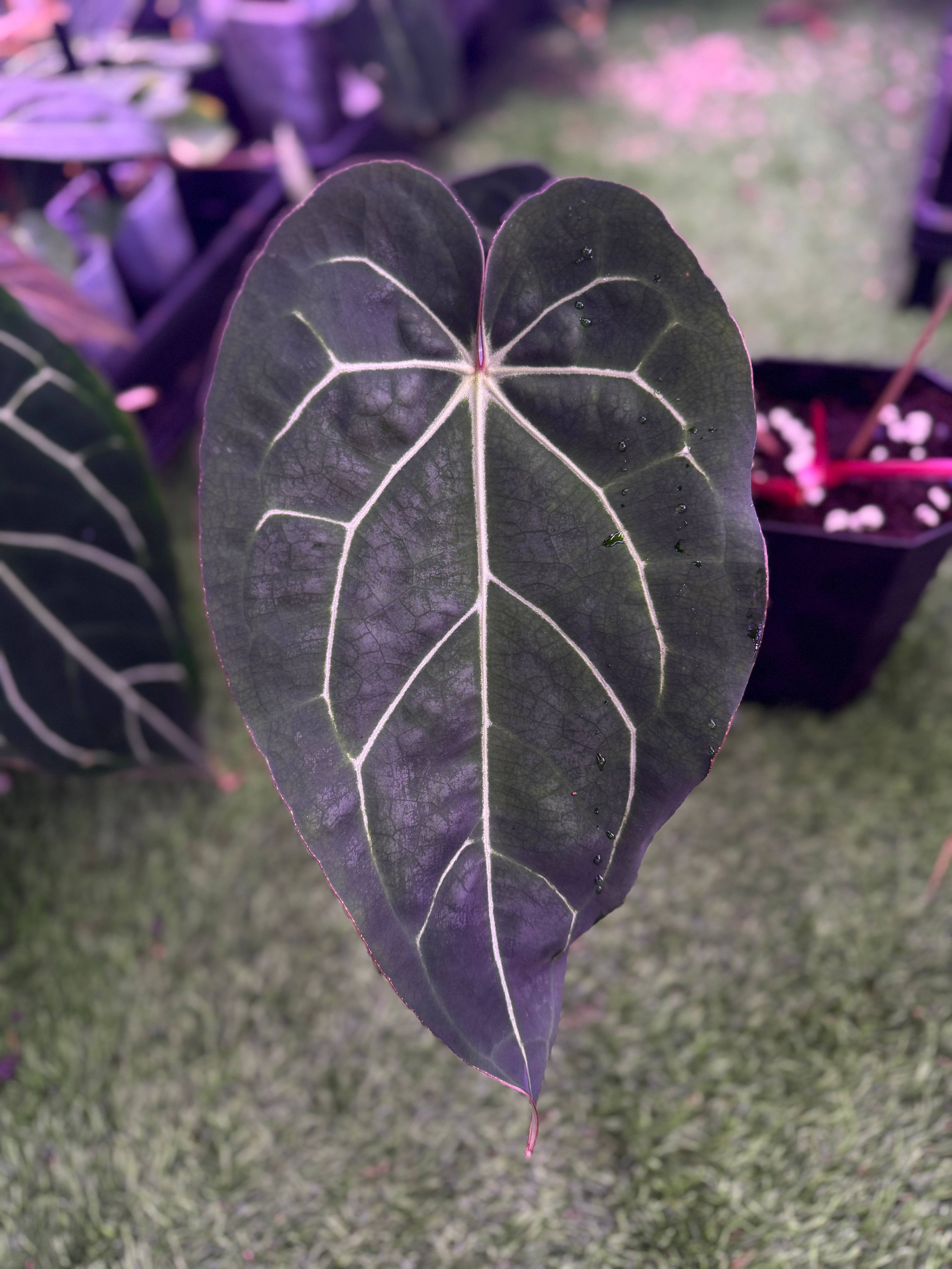 Anthurium (carlablackiae Round x GPH001) x (Black Widow x Michelle)