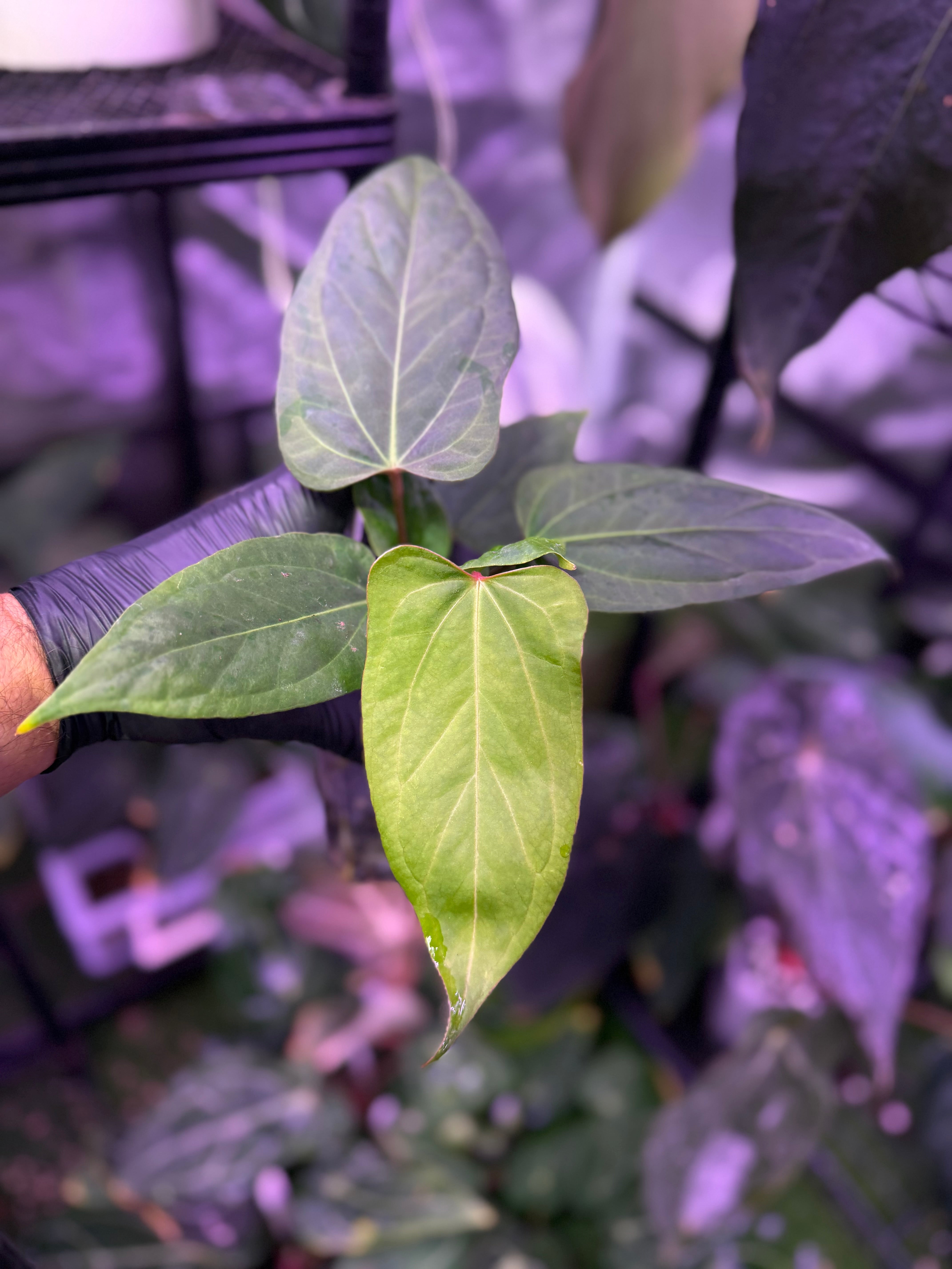 Anthurium stripey x ustuopoense 