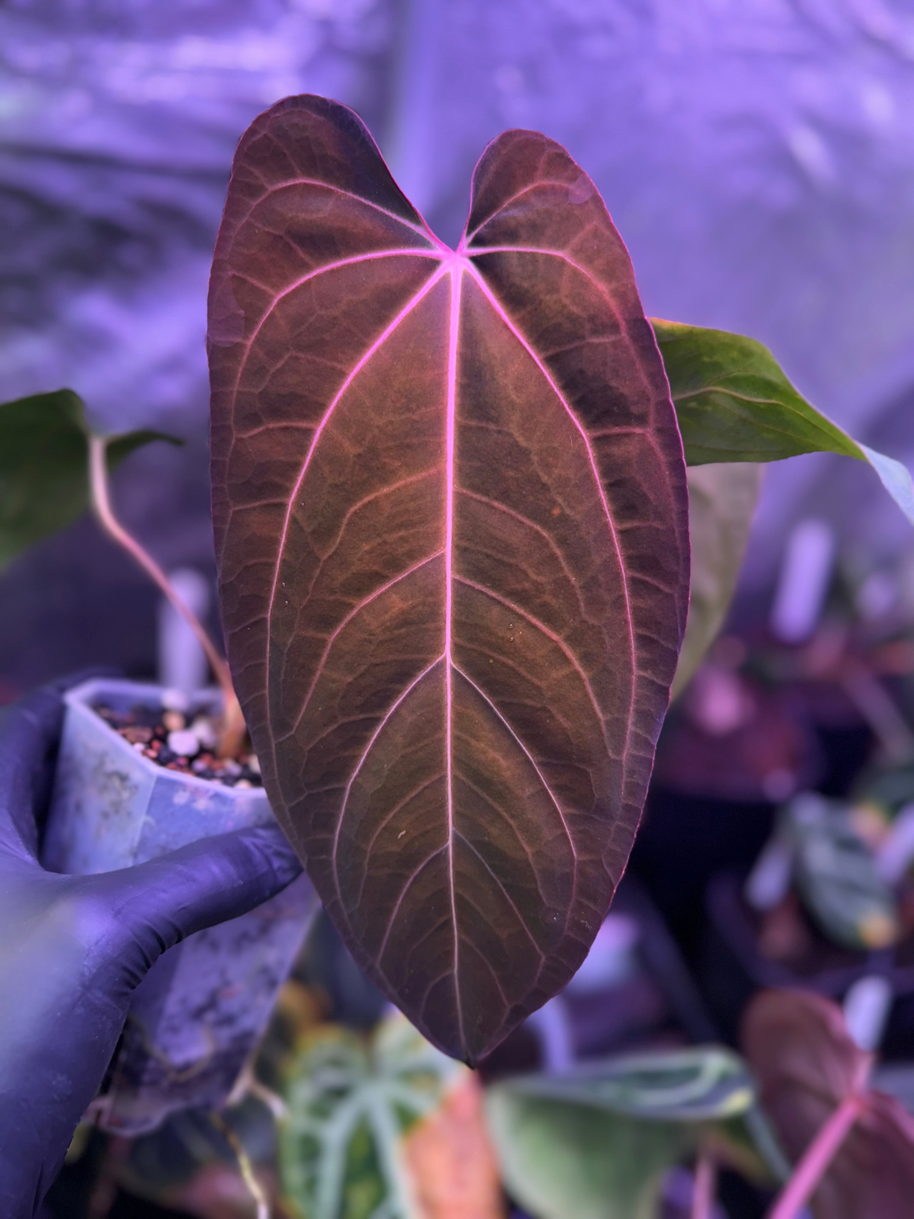Anthurium carlablackiae "OG1" x ?