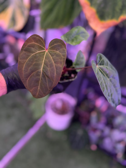 Anthurium Circus Peanuts x red crystal x kunayalense RA2