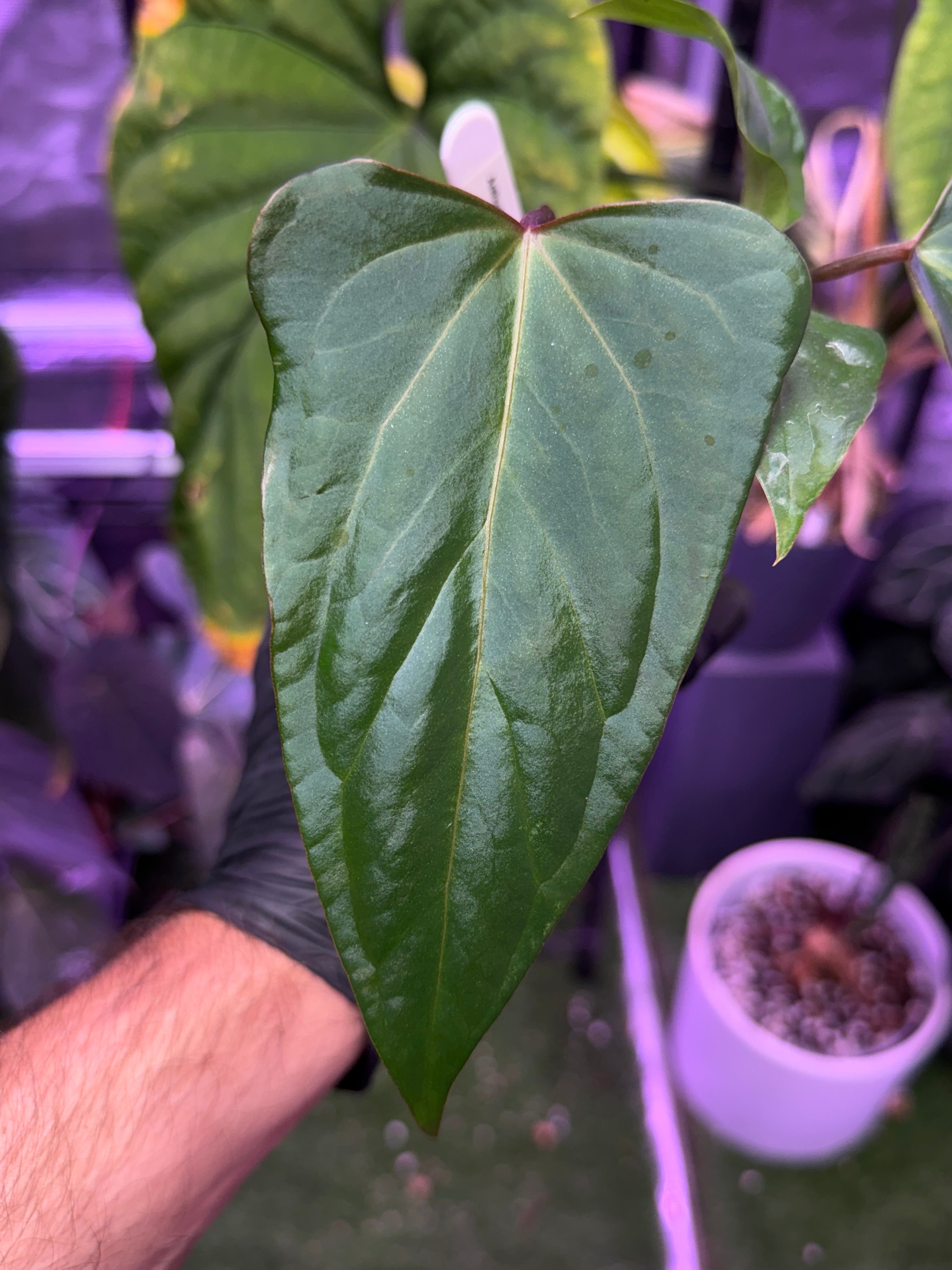 Anthurium Tim Anderson Stripey x ustuopoense