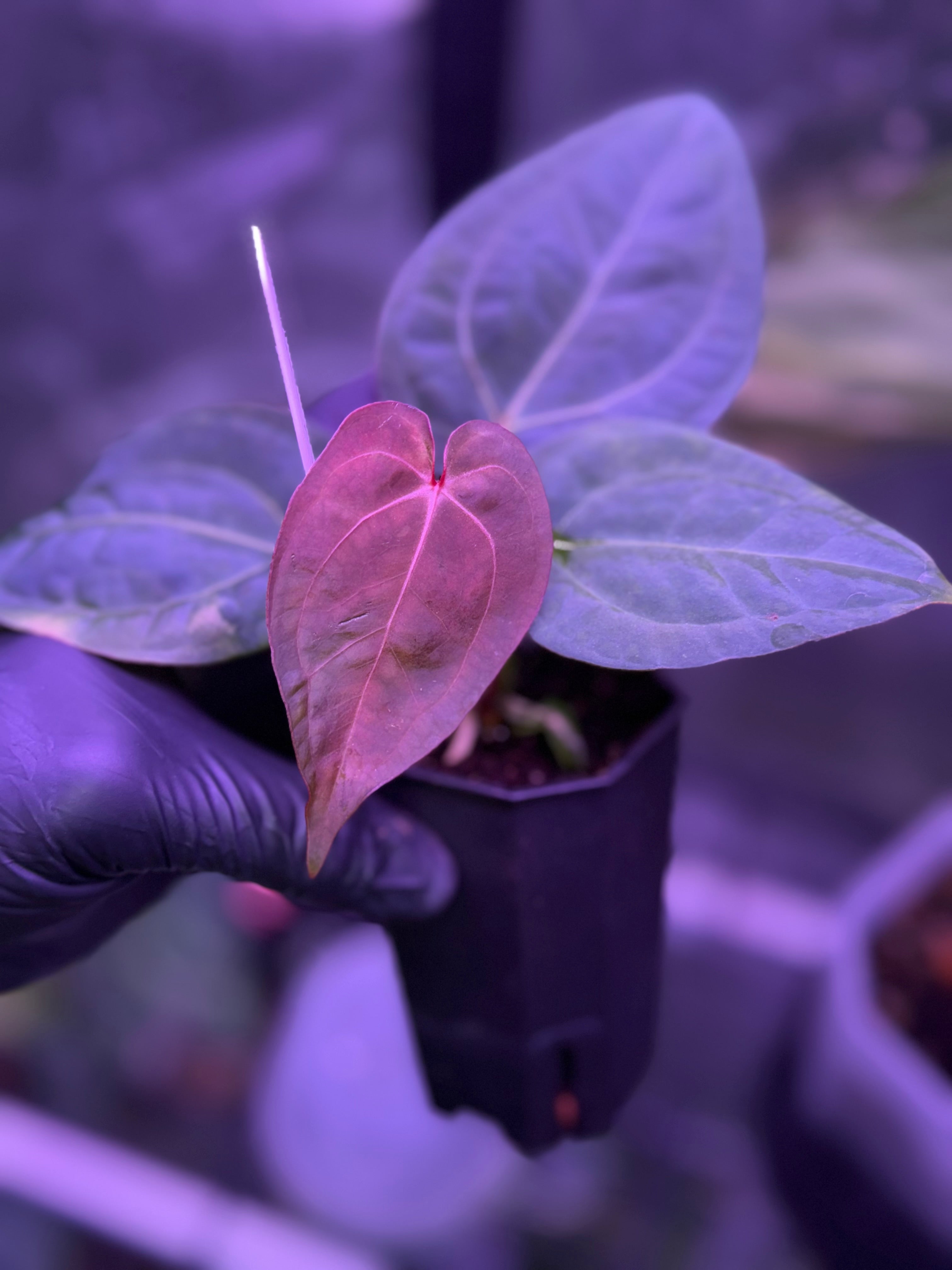 Anthurium Michelle x RVDP