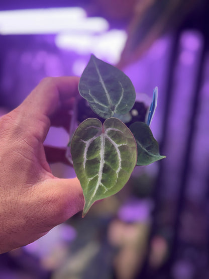 Anthurium Chocolate Crystal x Tezula Red Crystal
