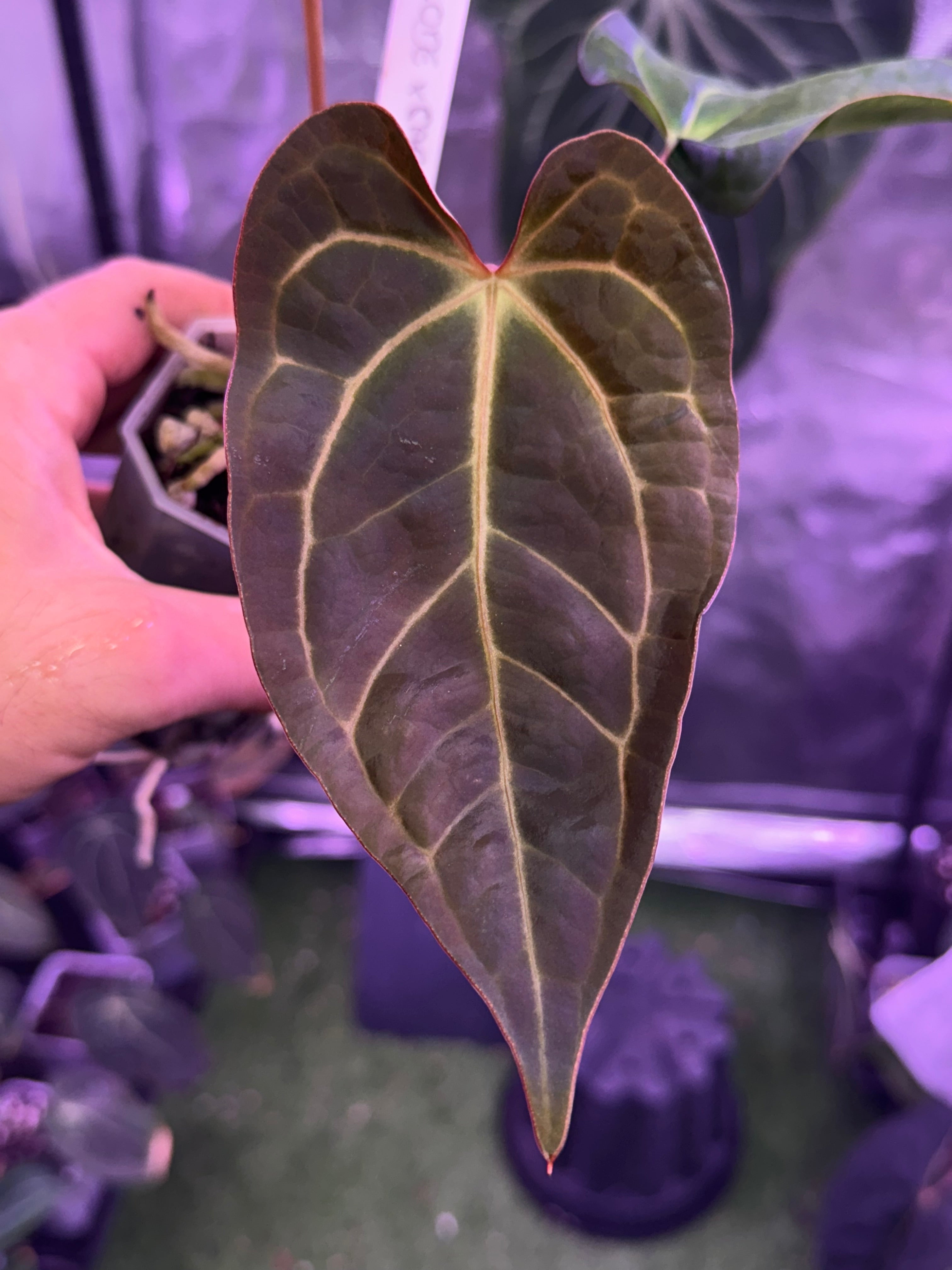 Anthurium papillilaminum "RLx self" x carlablackiae RA8
