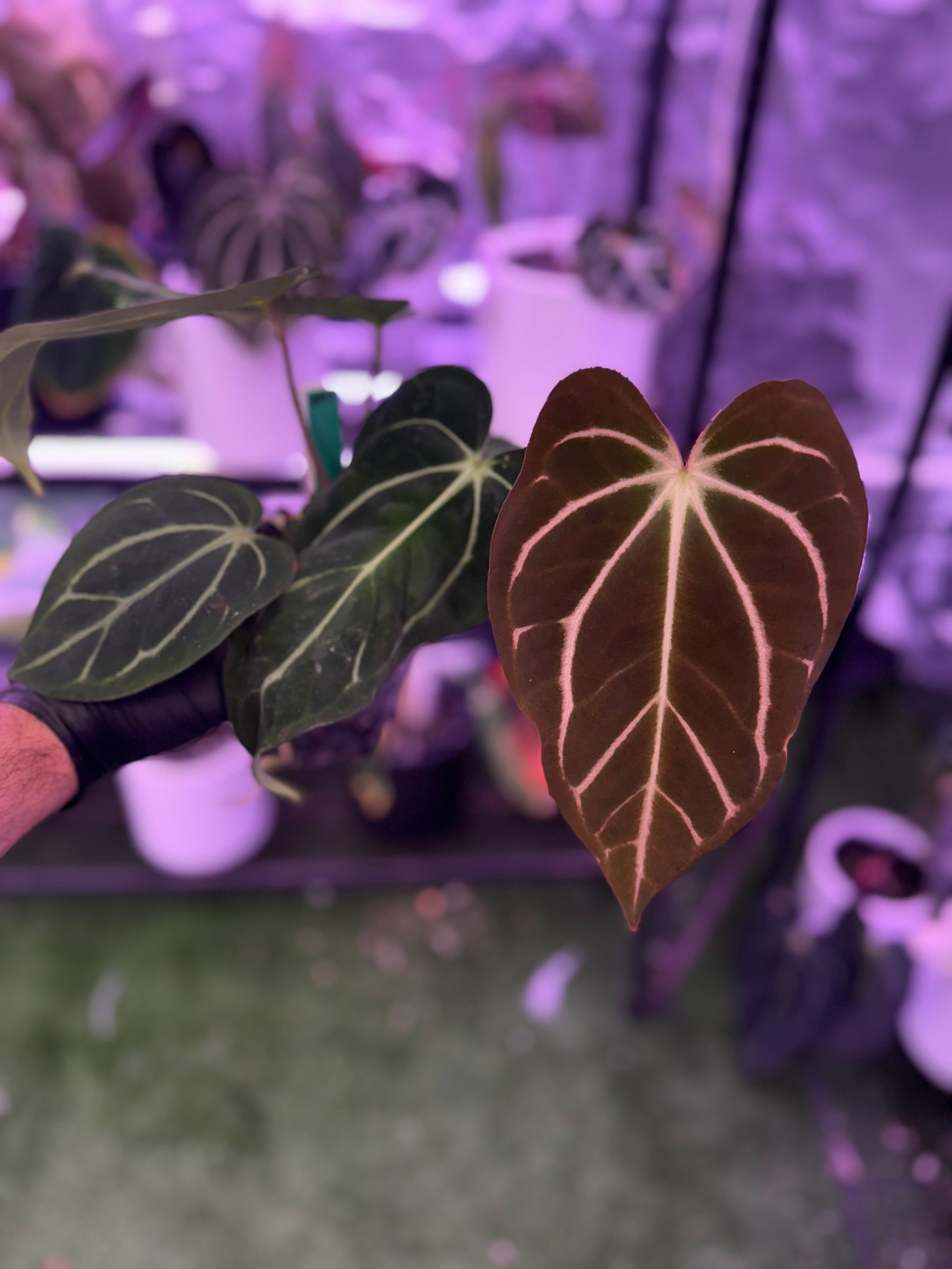 Anthurium carlablackiae BUZ1 x carlablackiae (RA5x10)